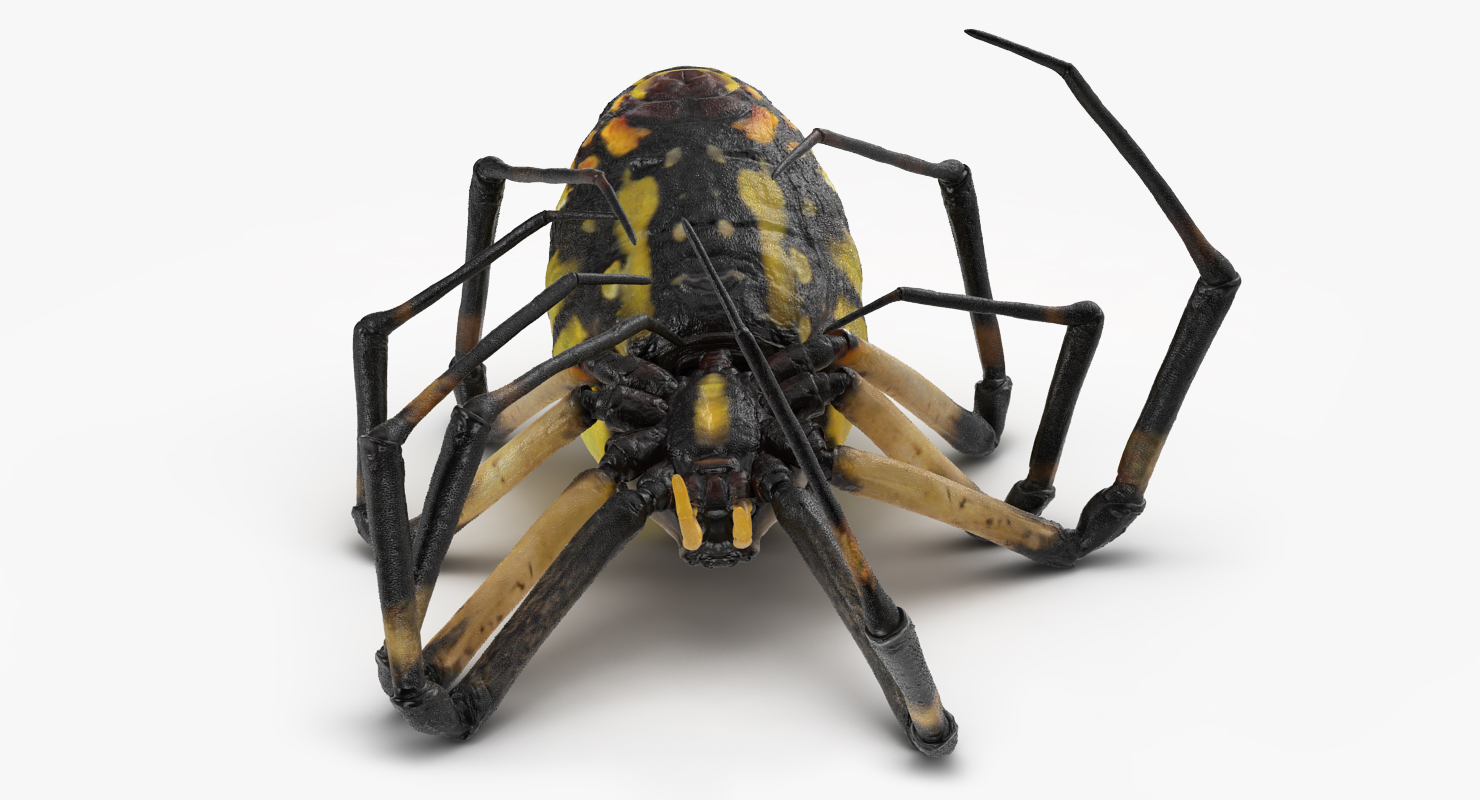 3D Corn Spider