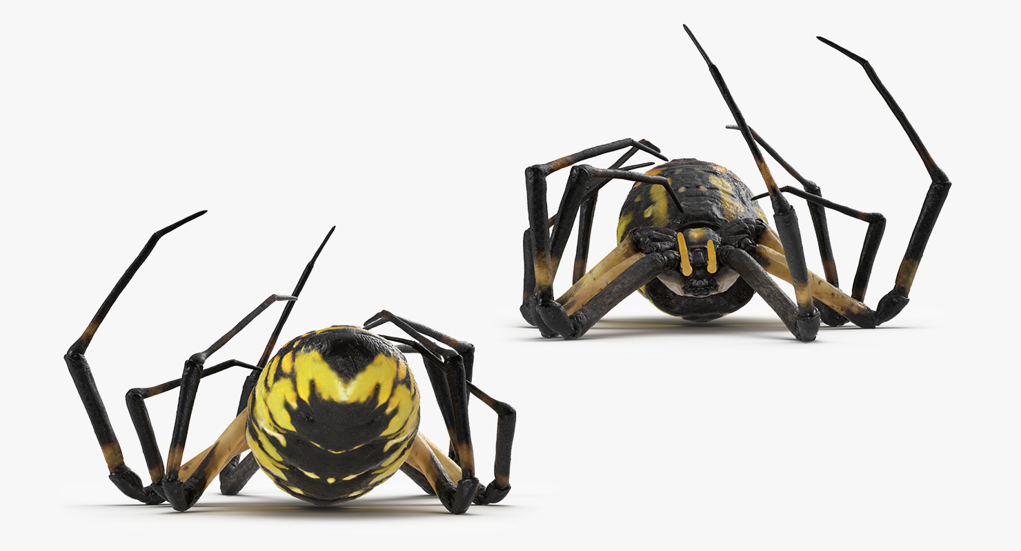 3D Corn Spider