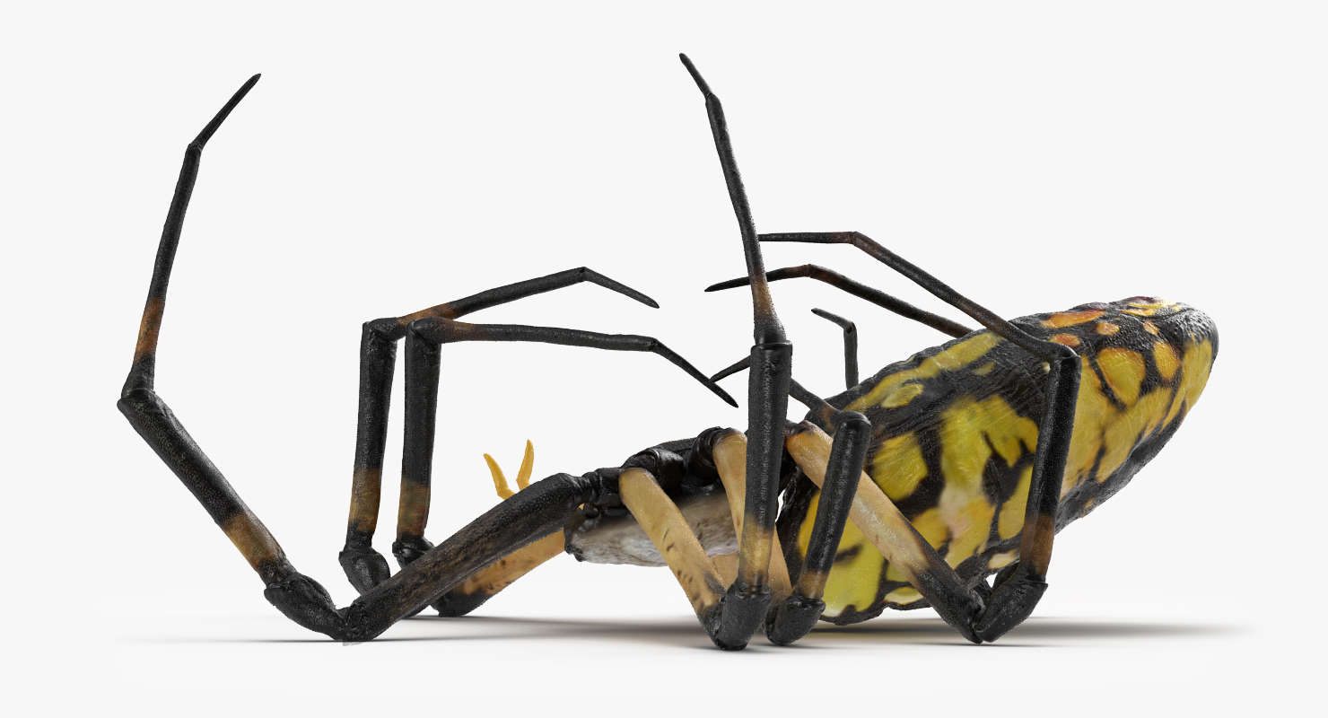 3D Corn Spider