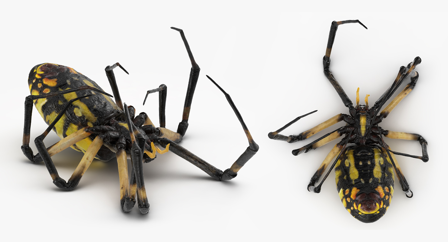 3D Corn Spider