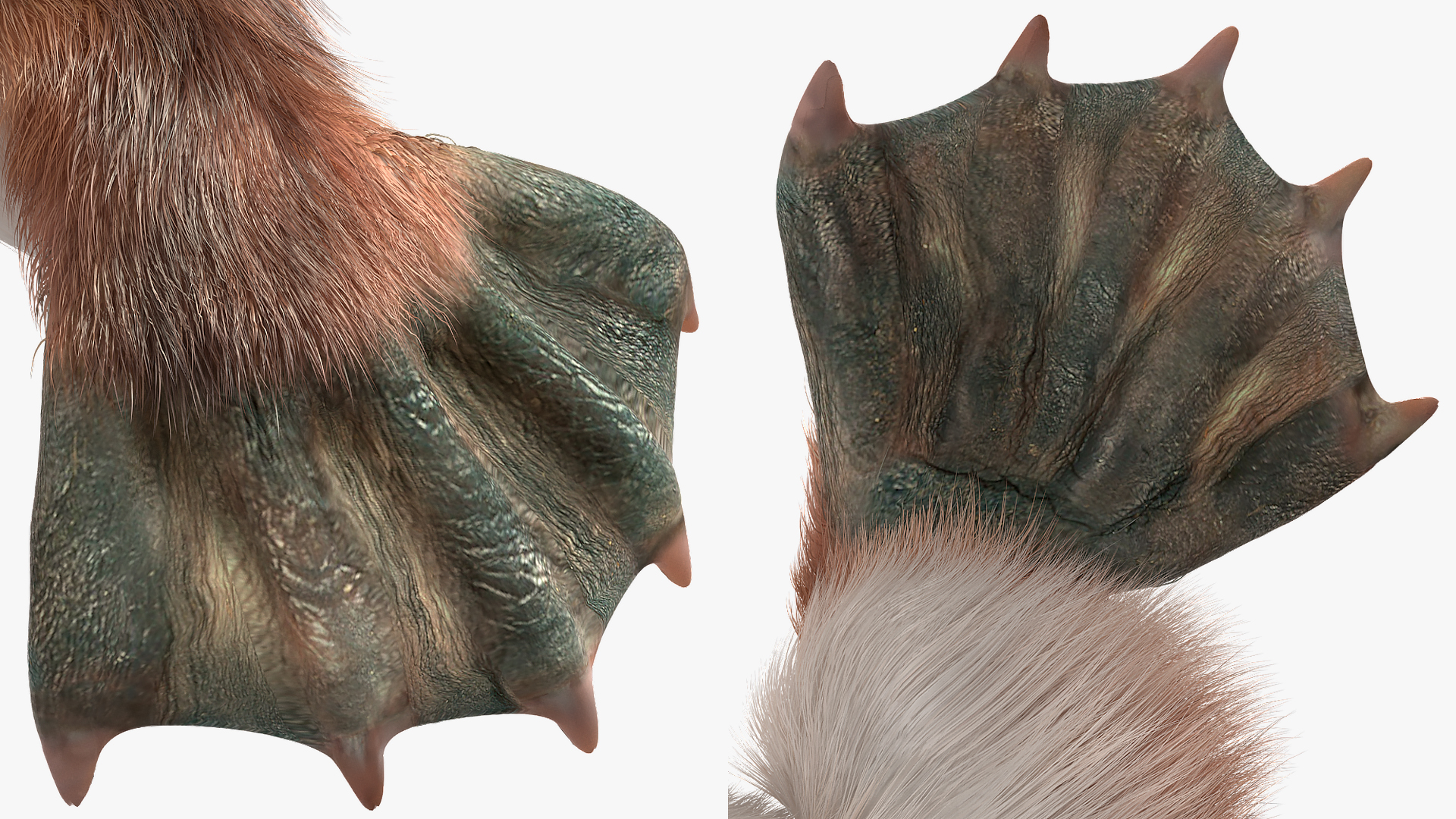 3D Swimming Platypus Fur