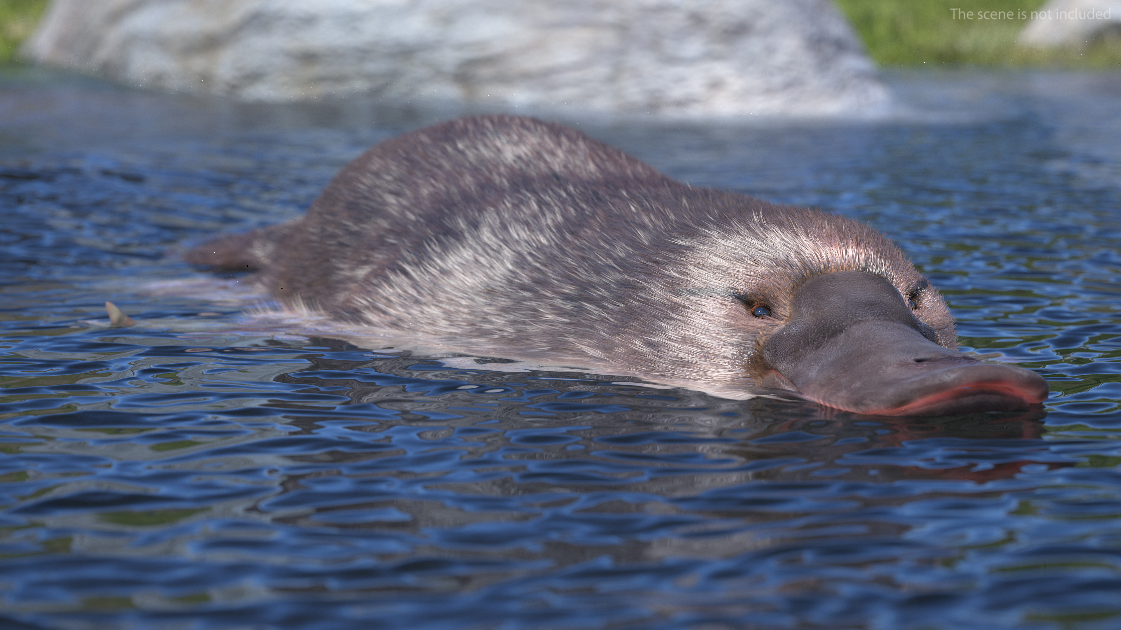 3D Swimming Platypus Fur