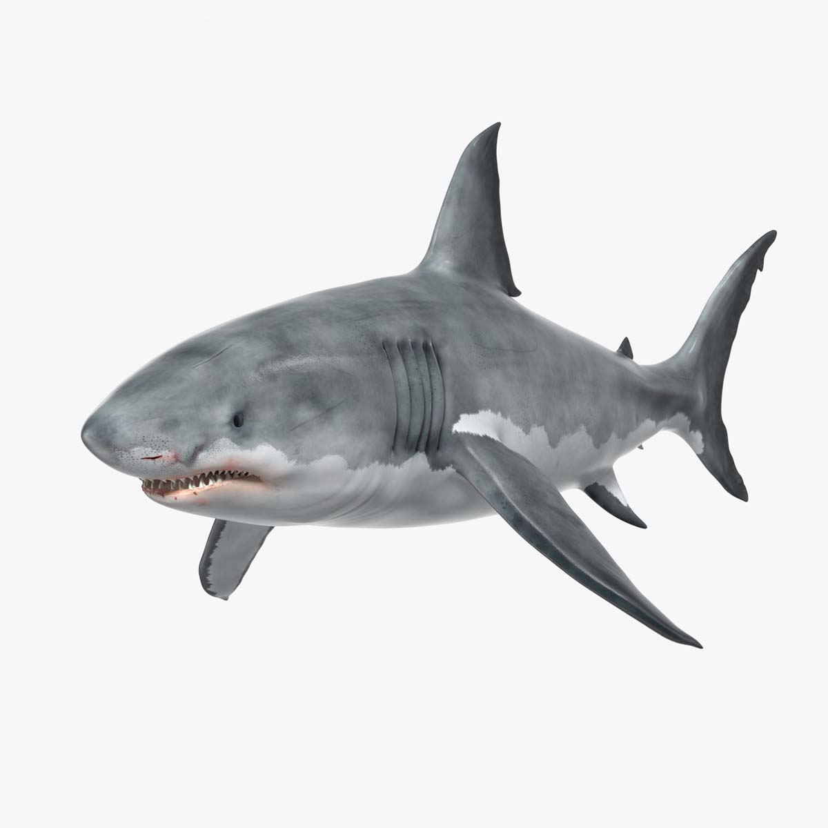 Great White Shark Blood Stained Rigged for Maya 3D