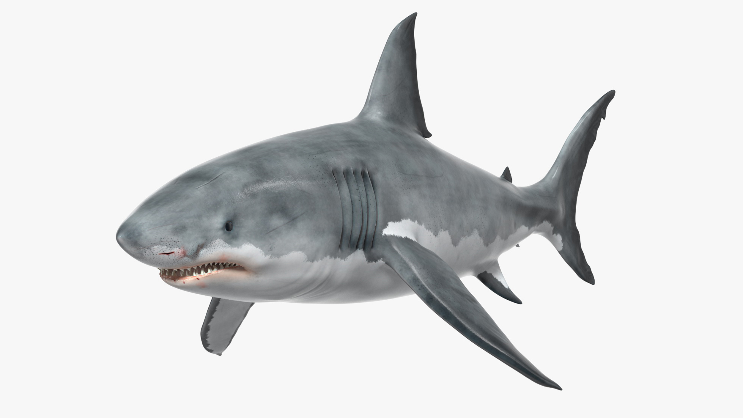 Great White Shark Blood Stained Rigged for Maya 3D