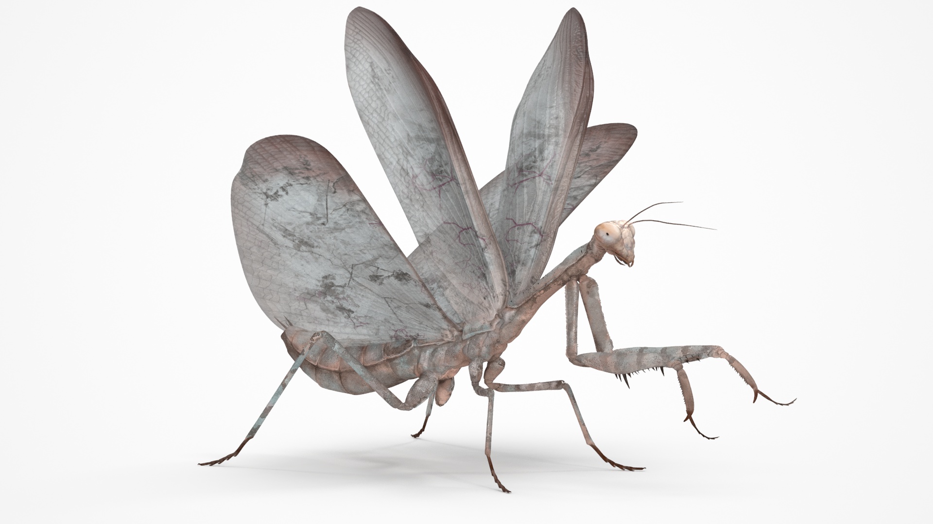 Praying Mantis Insect Fur Rigged 3D
