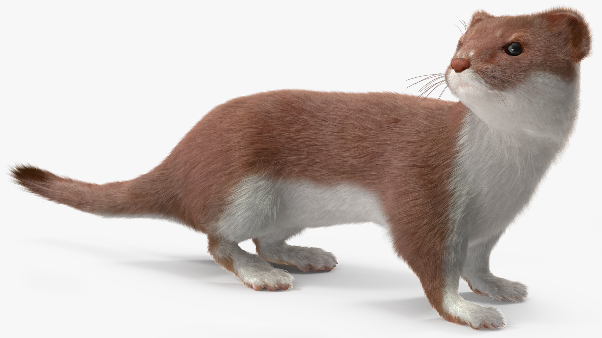 3D Eurasian Stoat Brown Fur Rigged