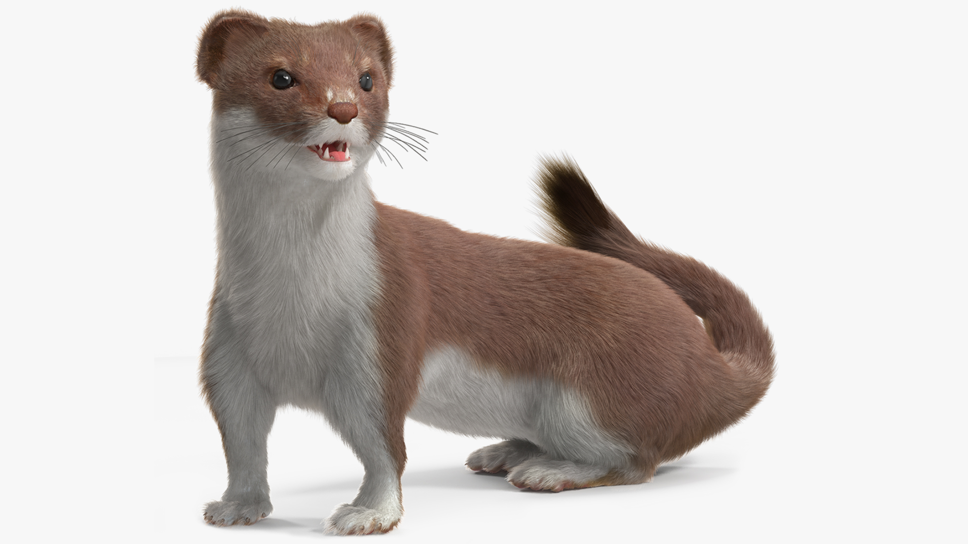 3D Eurasian Stoat Brown Fur Rigged