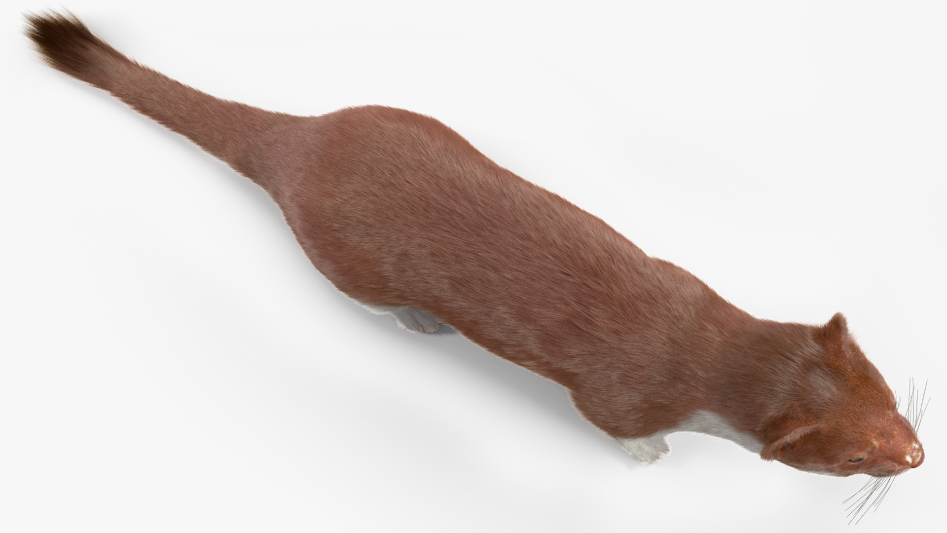 3D Eurasian Stoat Brown Fur Rigged