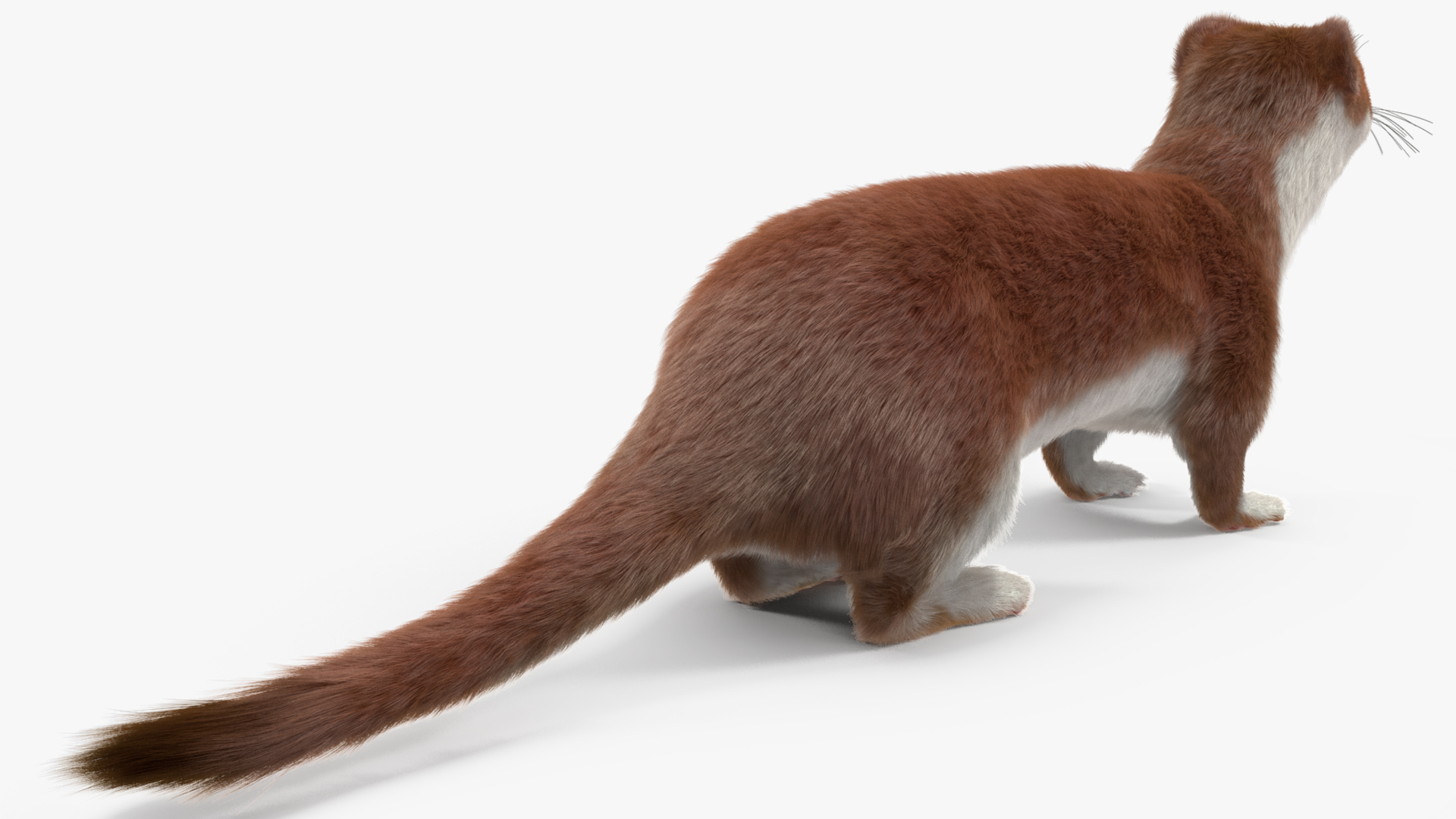 3D Eurasian Stoat Brown Fur Rigged