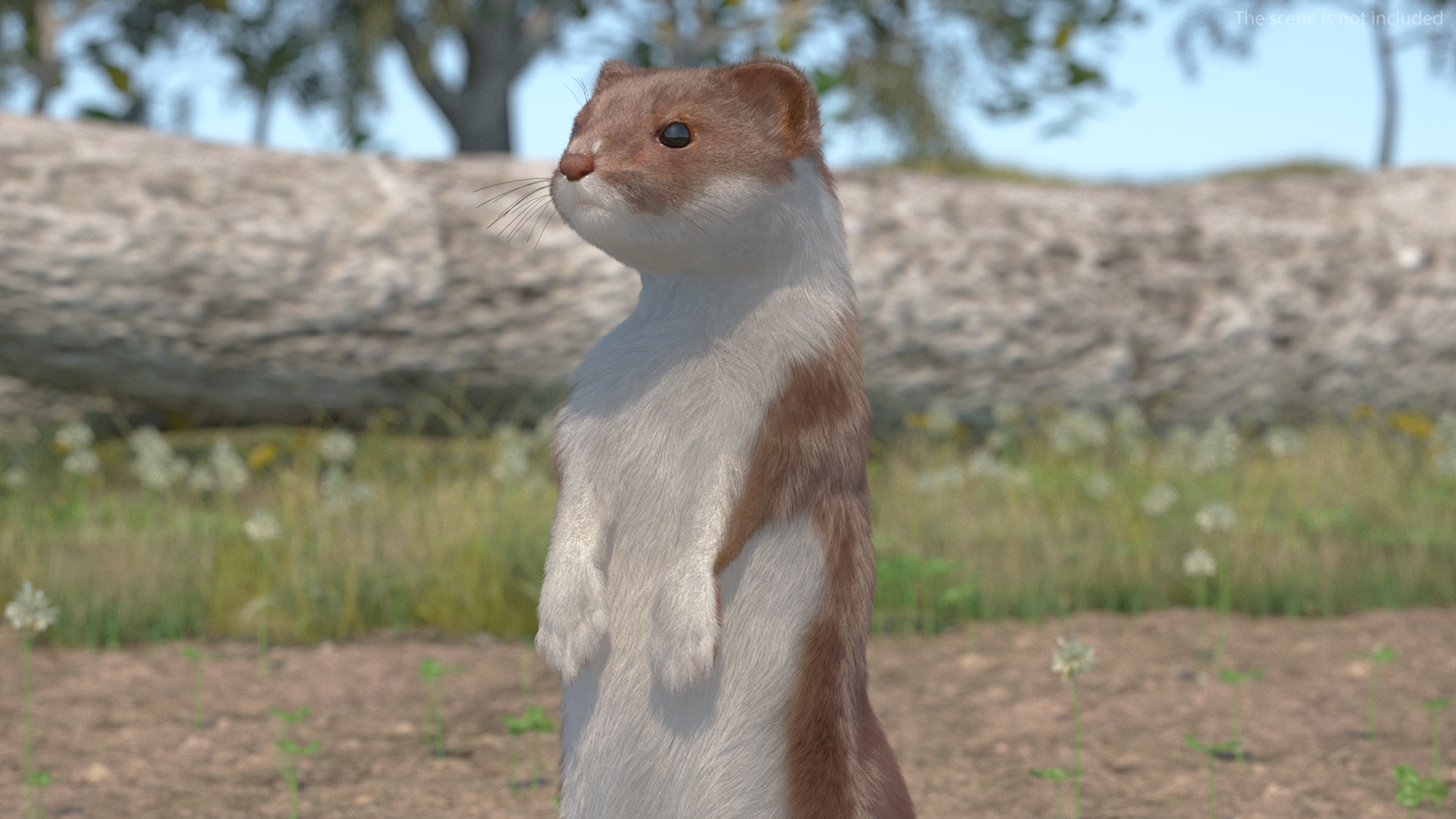 3D Eurasian Stoat Brown Fur Rigged