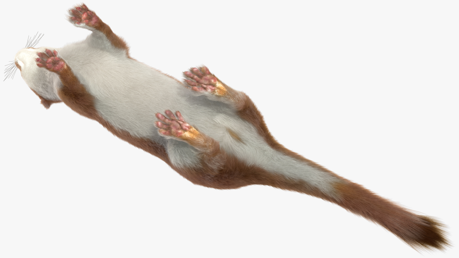 3D Eurasian Stoat Brown Fur Rigged