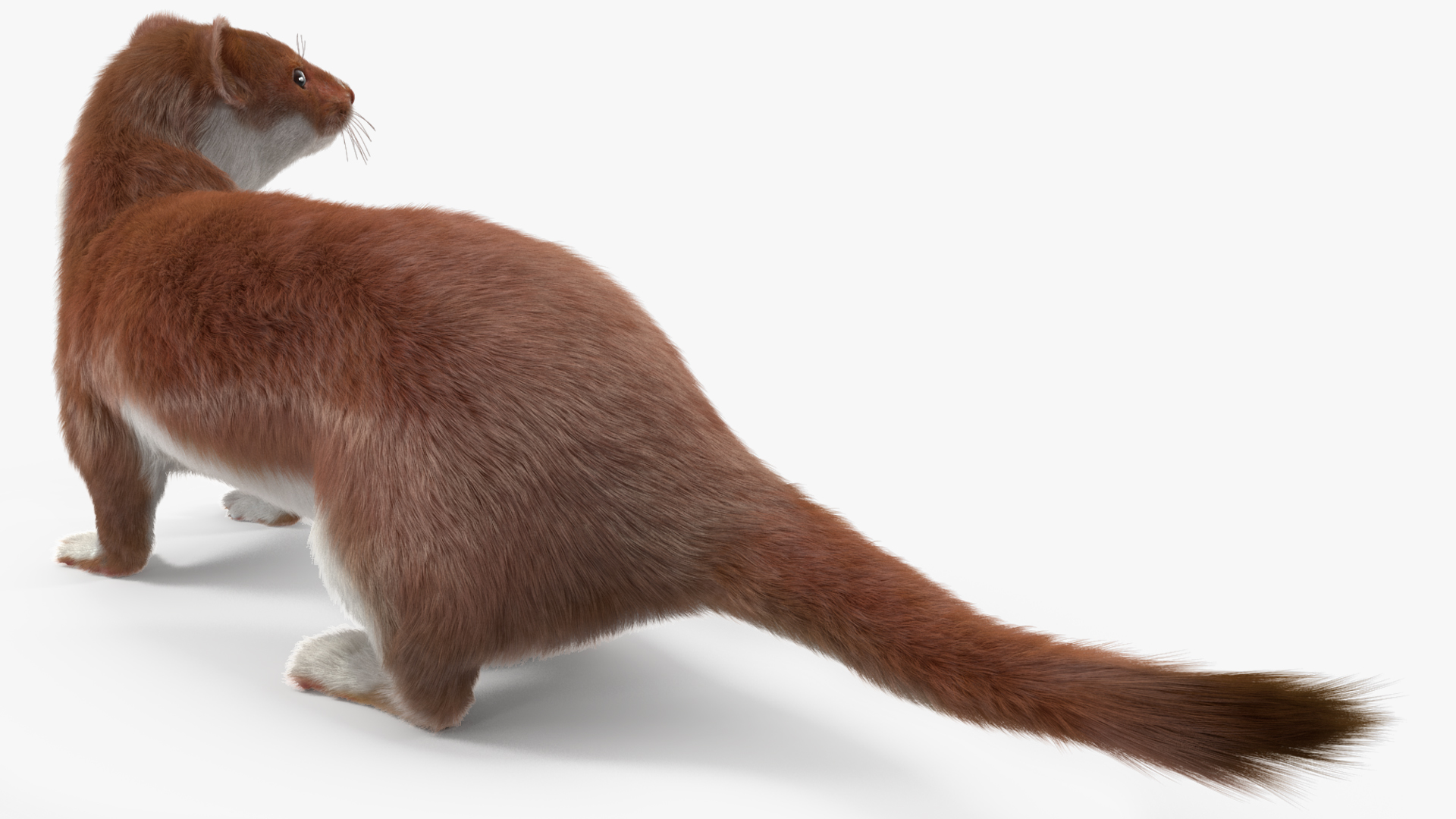 3D Eurasian Stoat Brown Fur Rigged