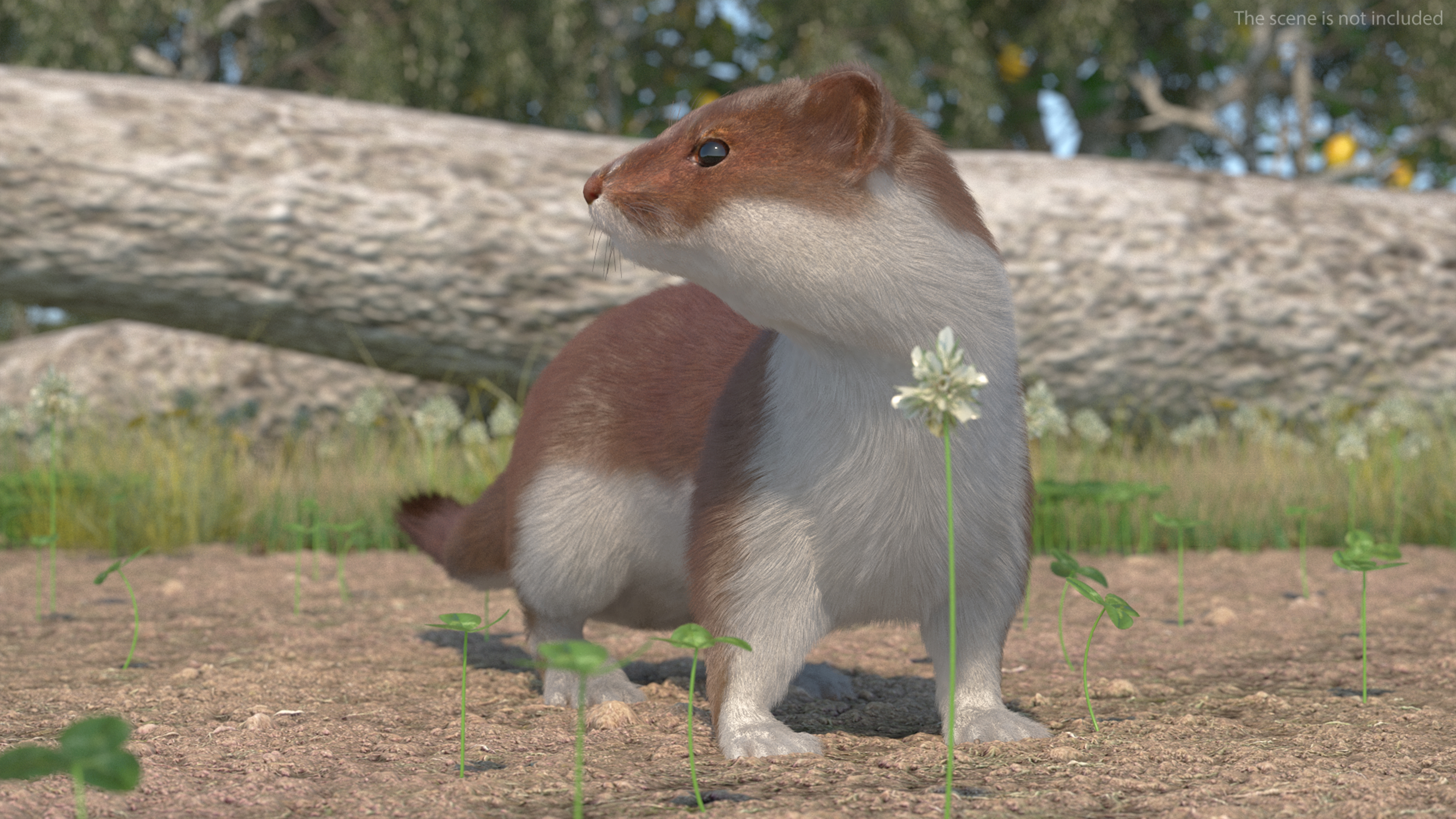 3D Eurasian Stoat Brown Fur Rigged
