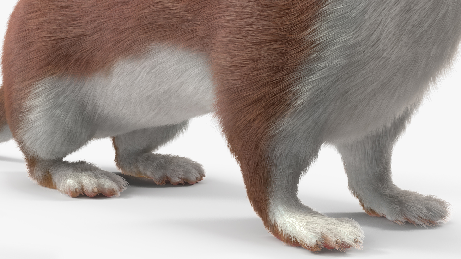 3D Eurasian Stoat Brown Fur Rigged