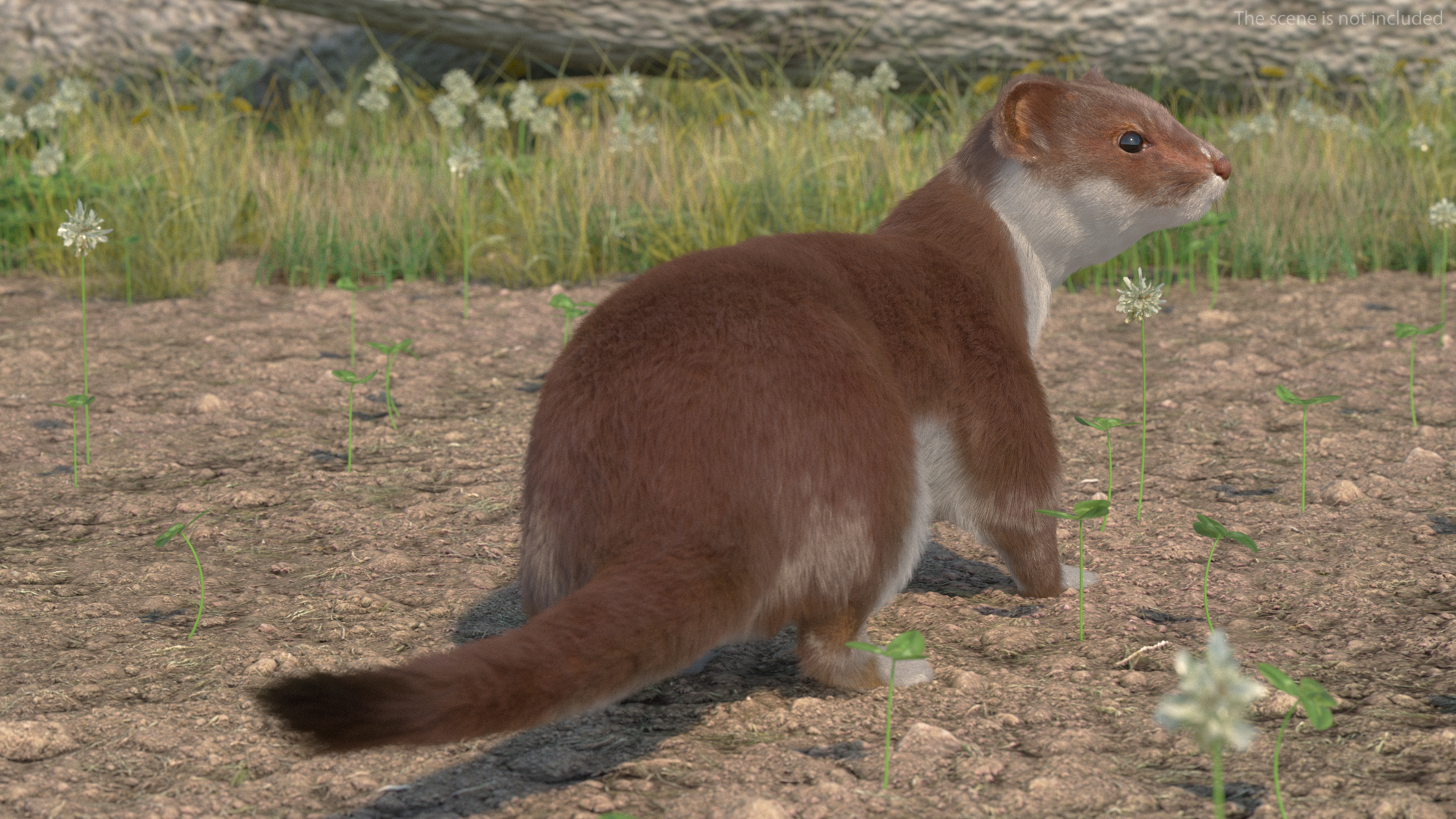 3D Eurasian Stoat Brown Fur Rigged