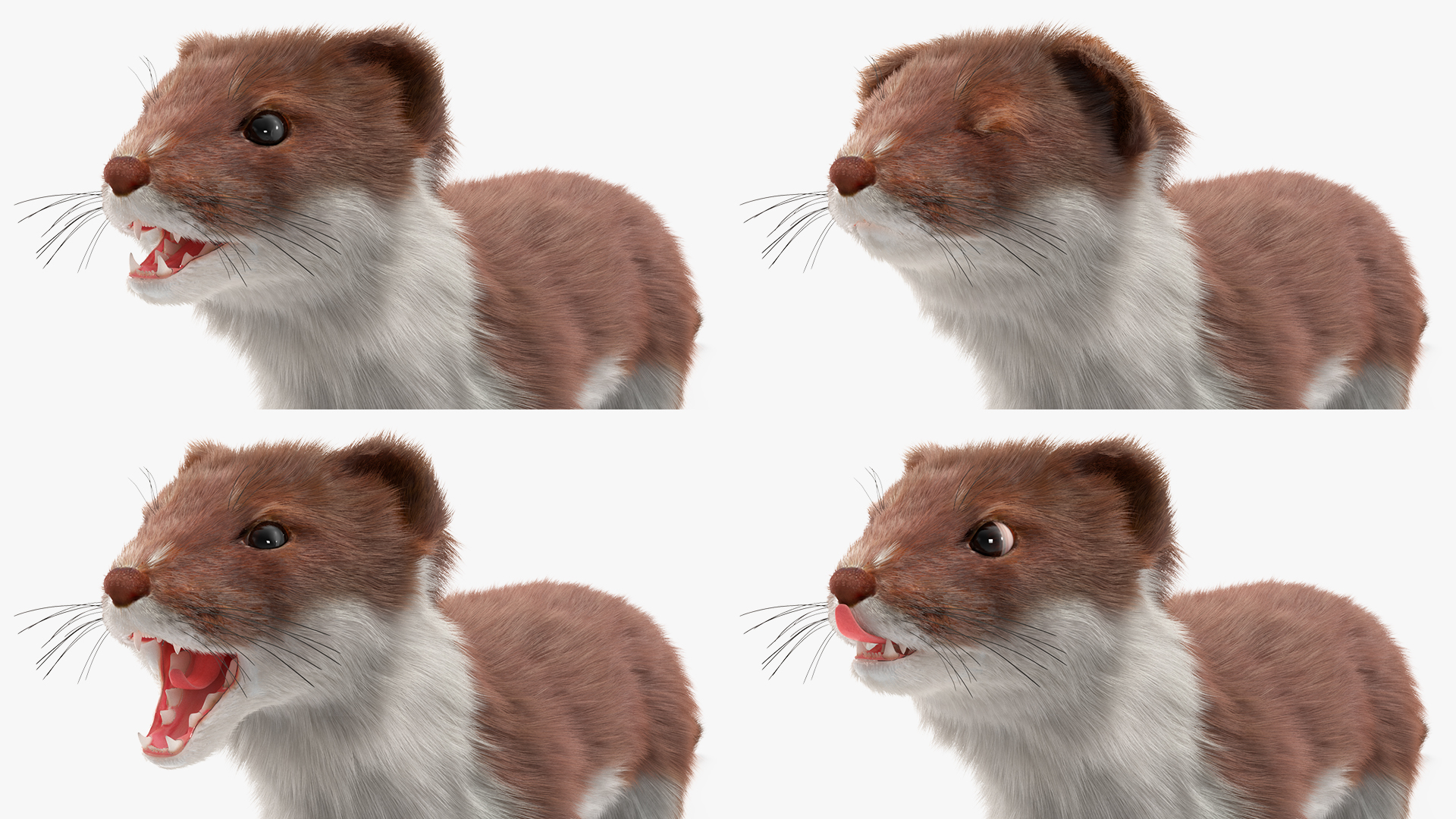3D Eurasian Stoat Brown Fur Rigged