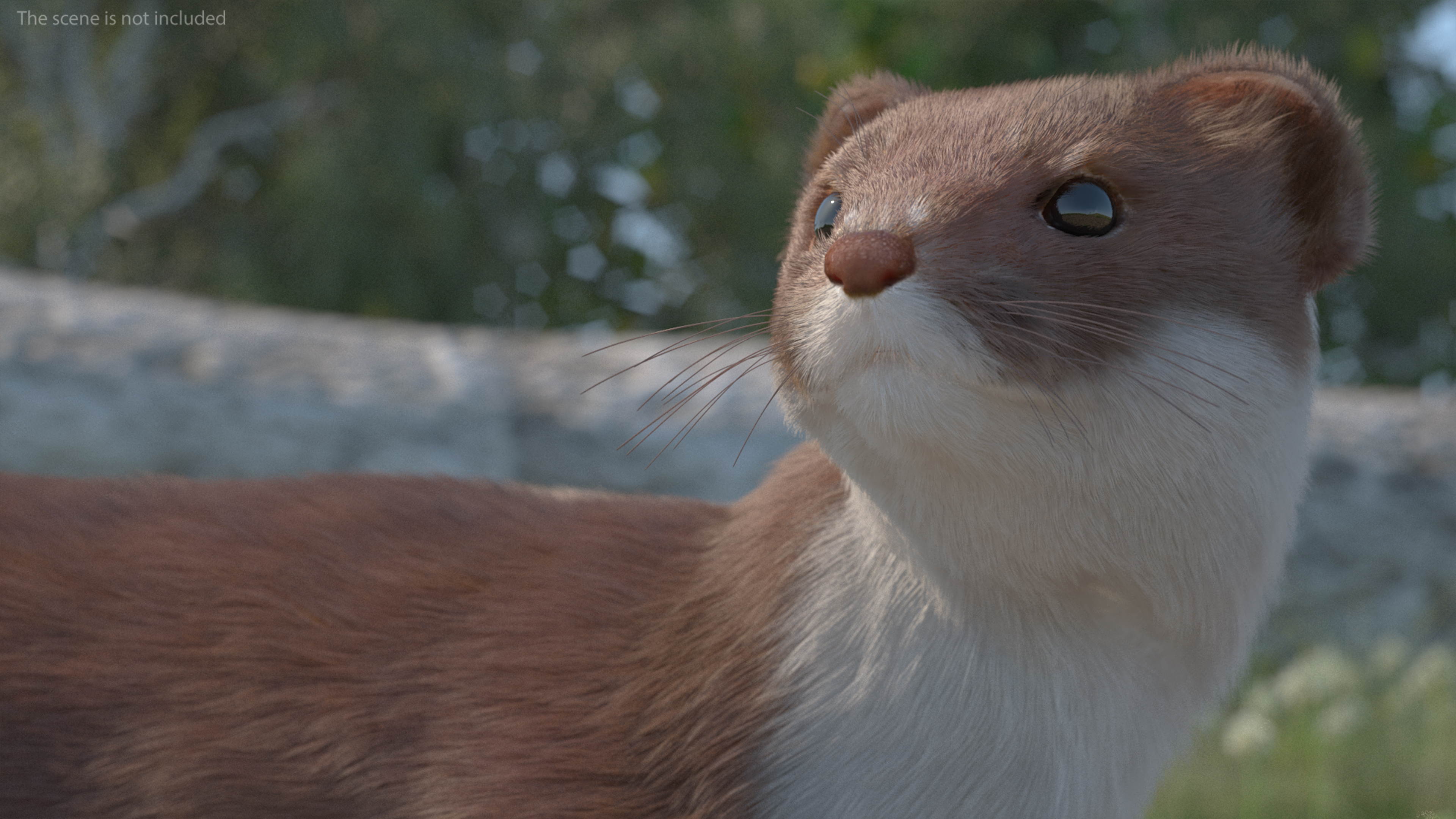 3D Eurasian Stoat Brown Fur Rigged