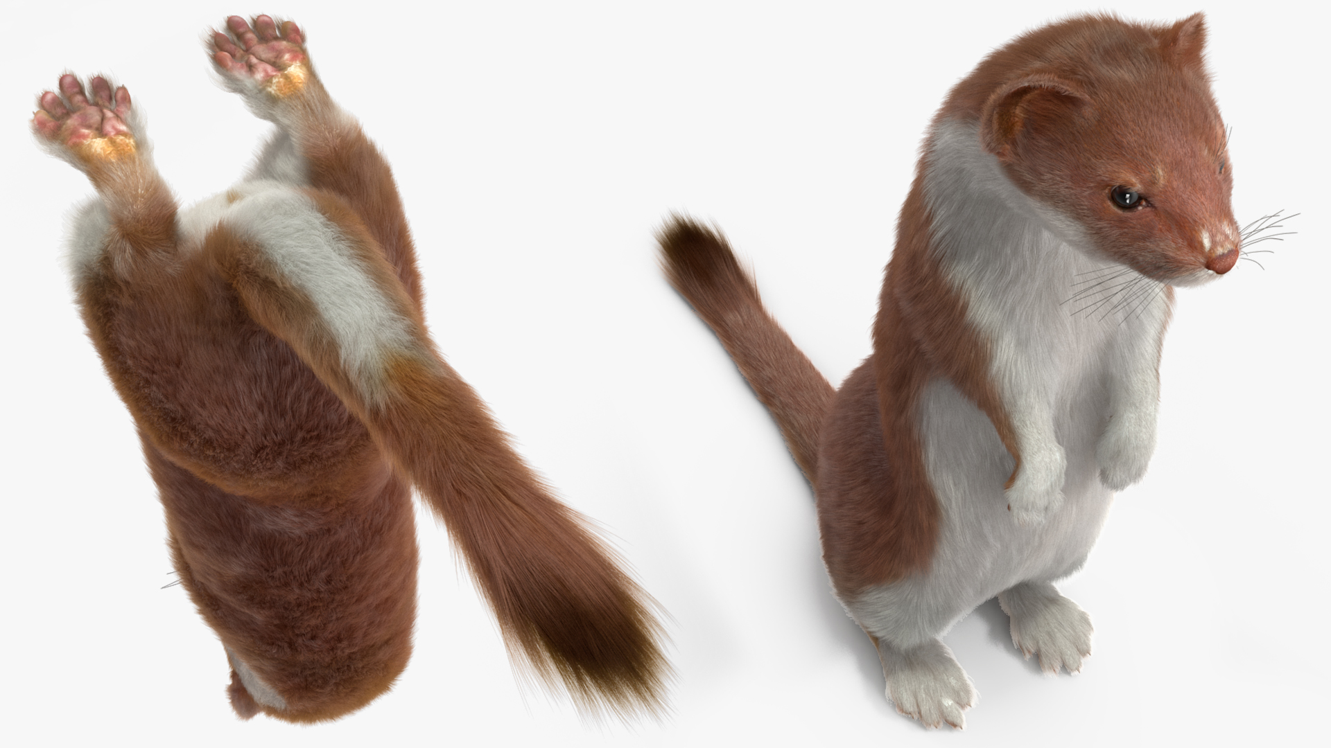3D Eurasian Stoat Brown Fur Rigged