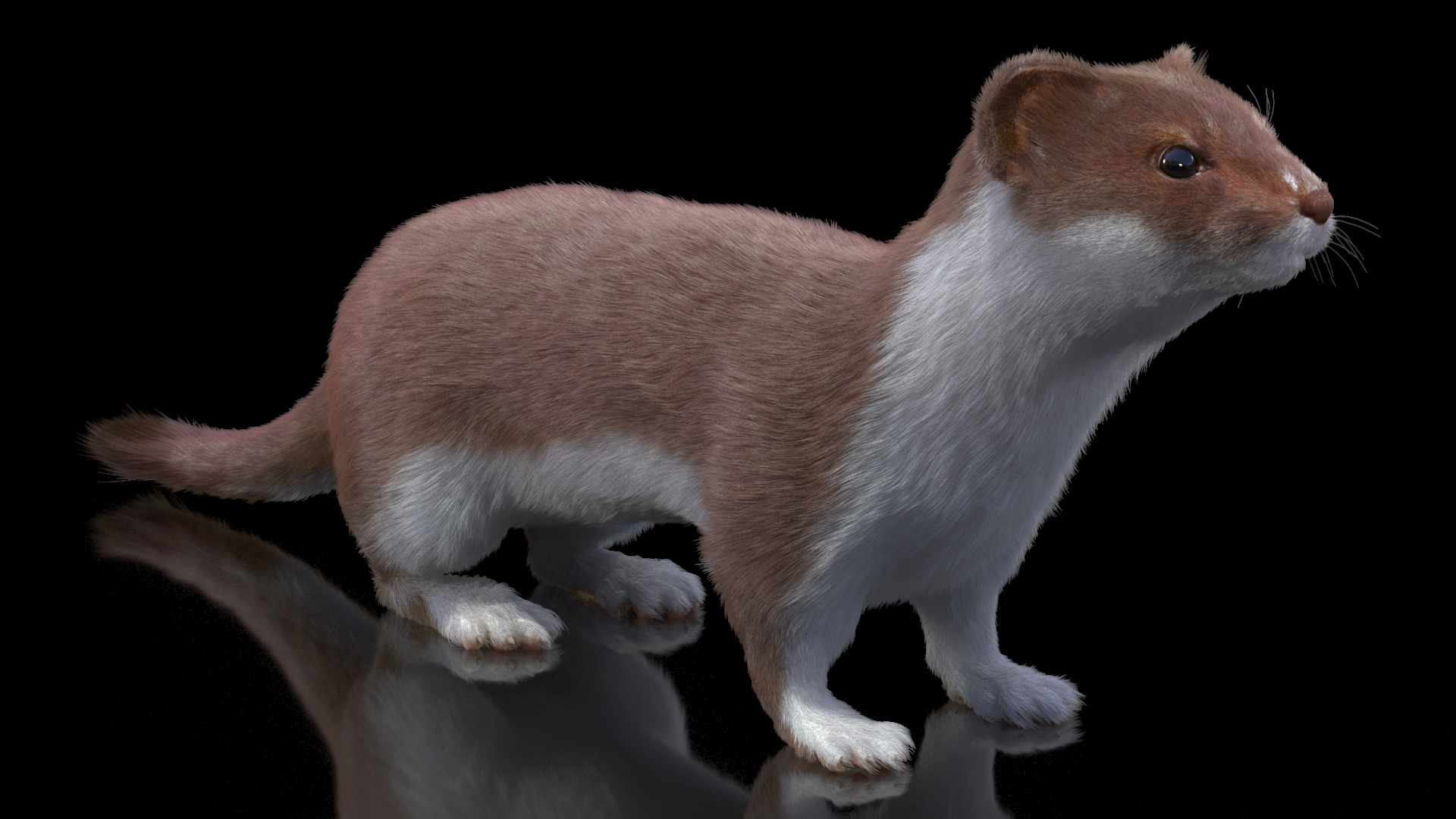 3D Eurasian Stoat Brown Fur Rigged