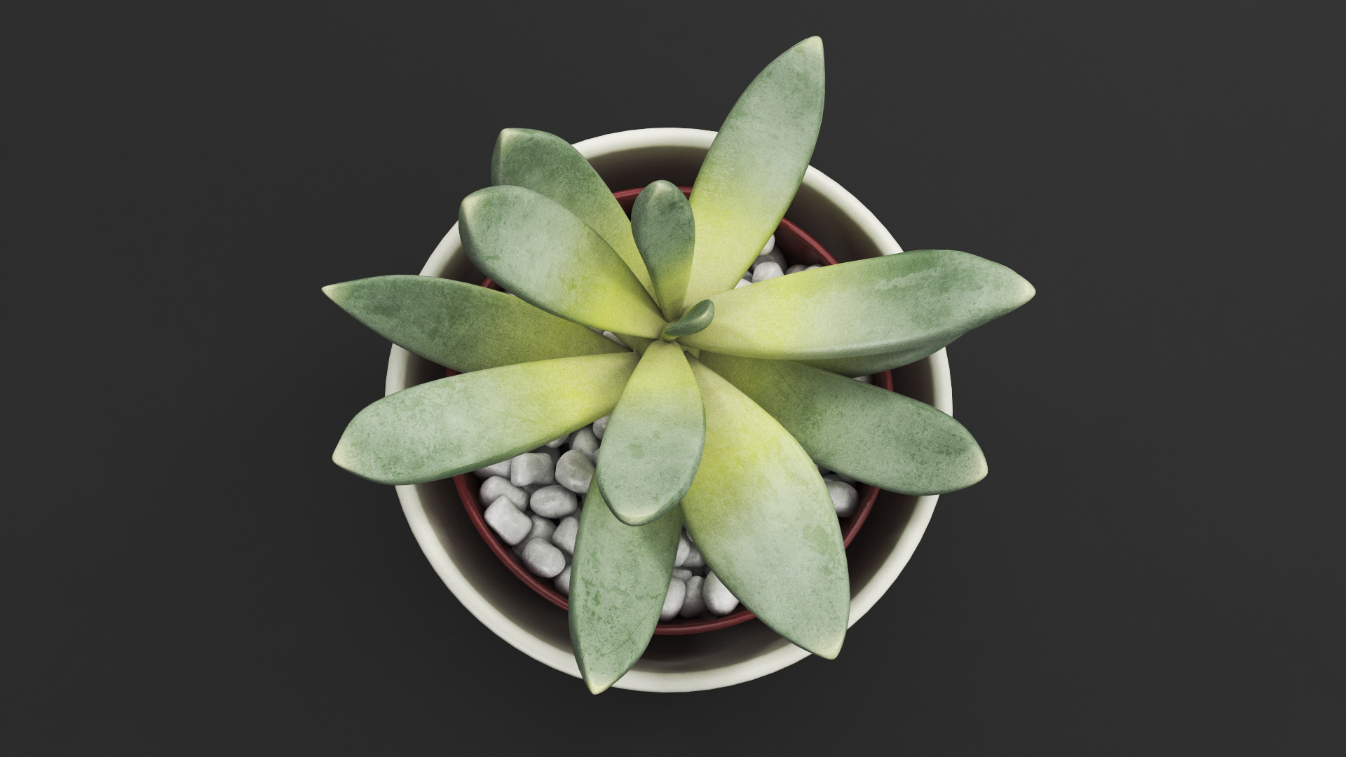 3D Decorative Indoor Plant model