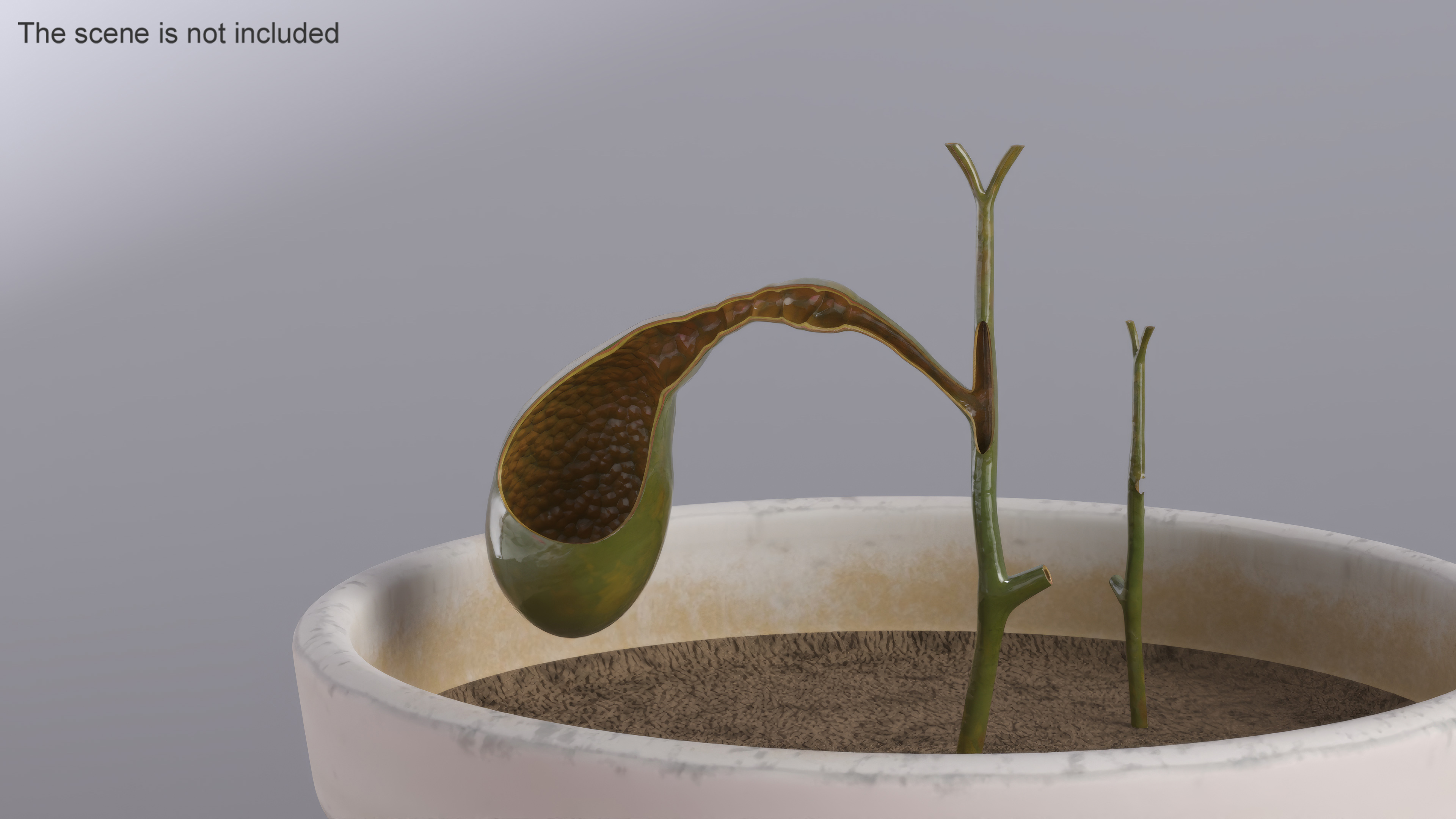 3D Gall Bladder Cut