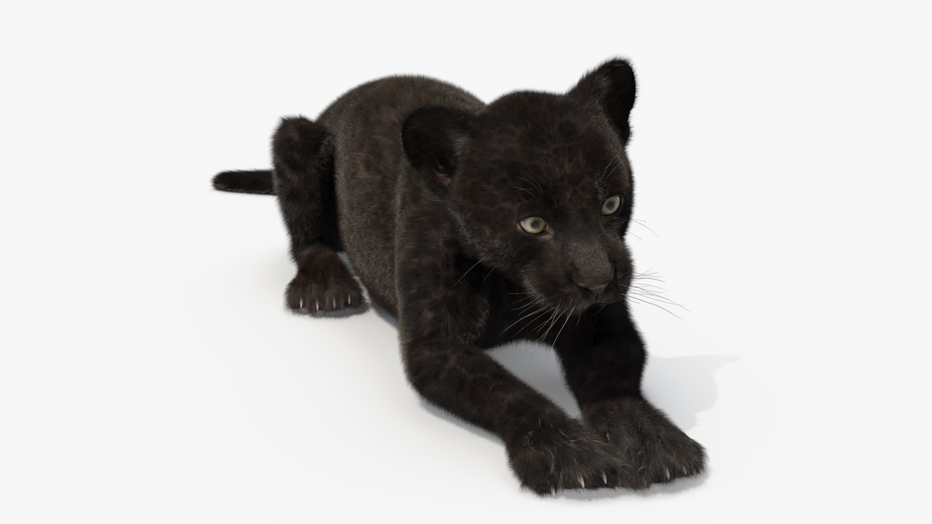 3D Panther Cub Lying Down Fur