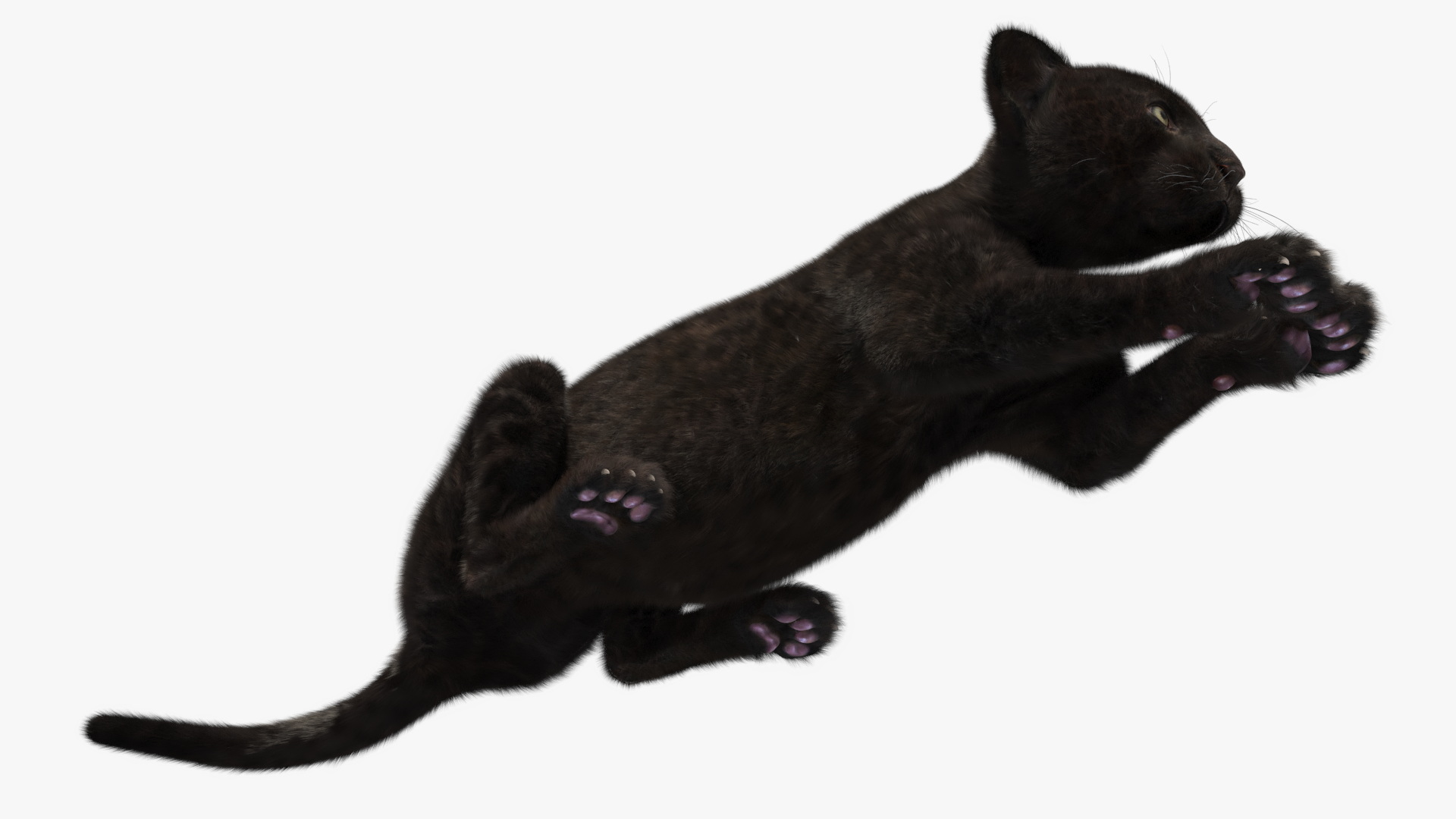 3D Panther Cub Lying Down Fur