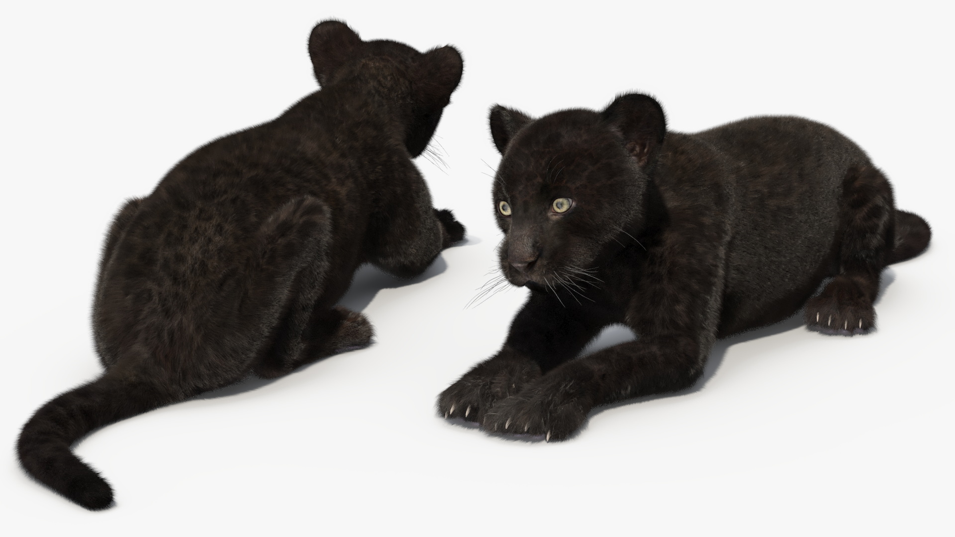 3D Panther Cub Lying Down Fur