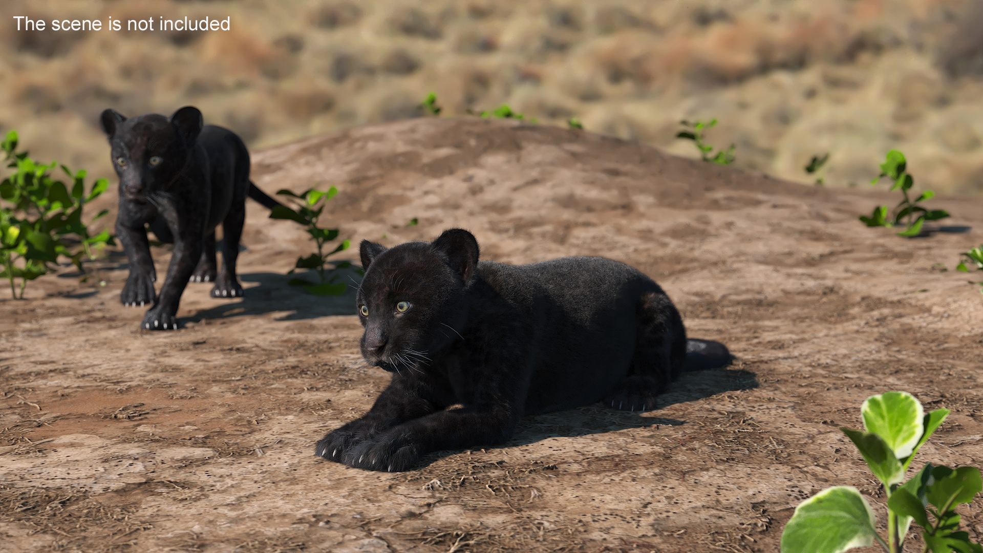 3D Panther Cub Lying Down Fur