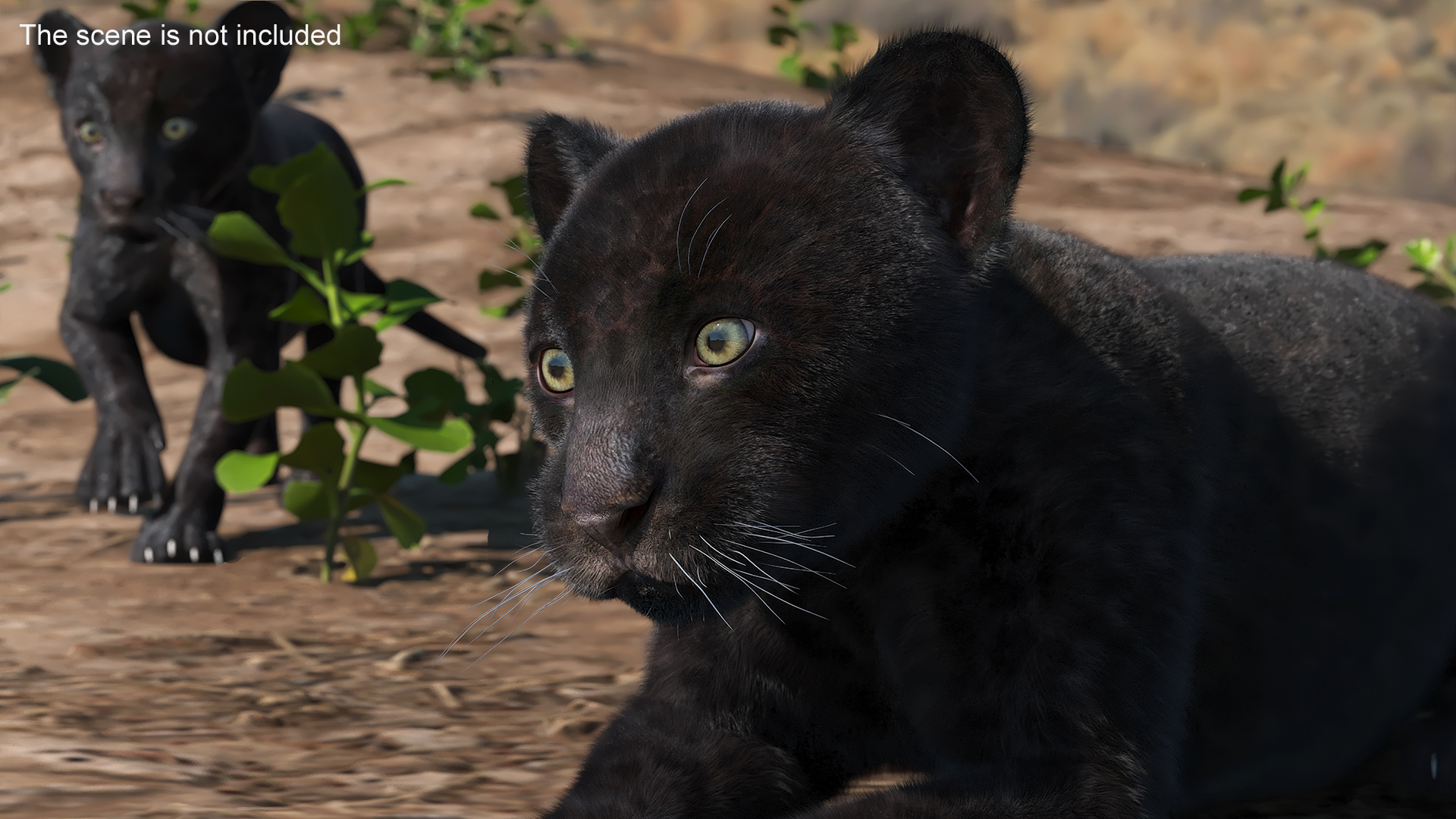 3D Panther Cub Lying Down Fur