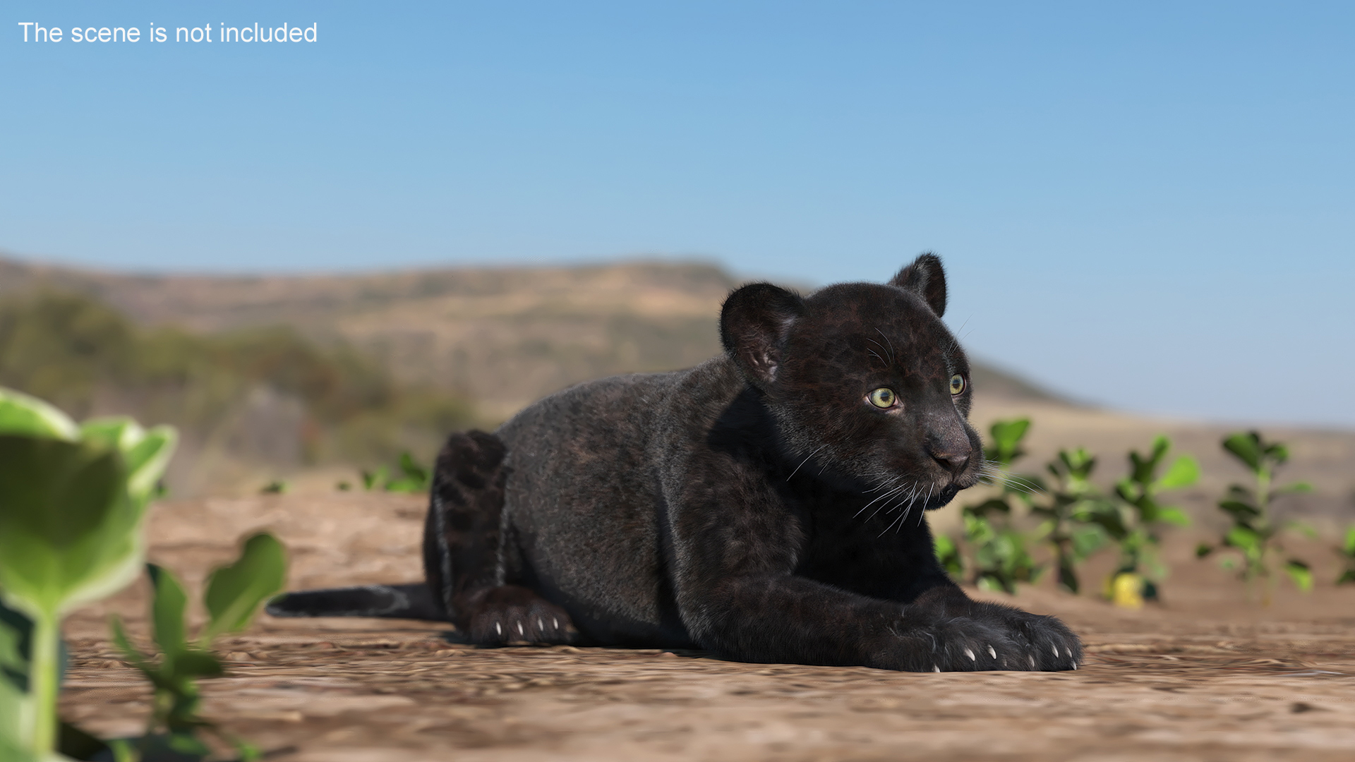 3D Panther Cub Lying Down Fur