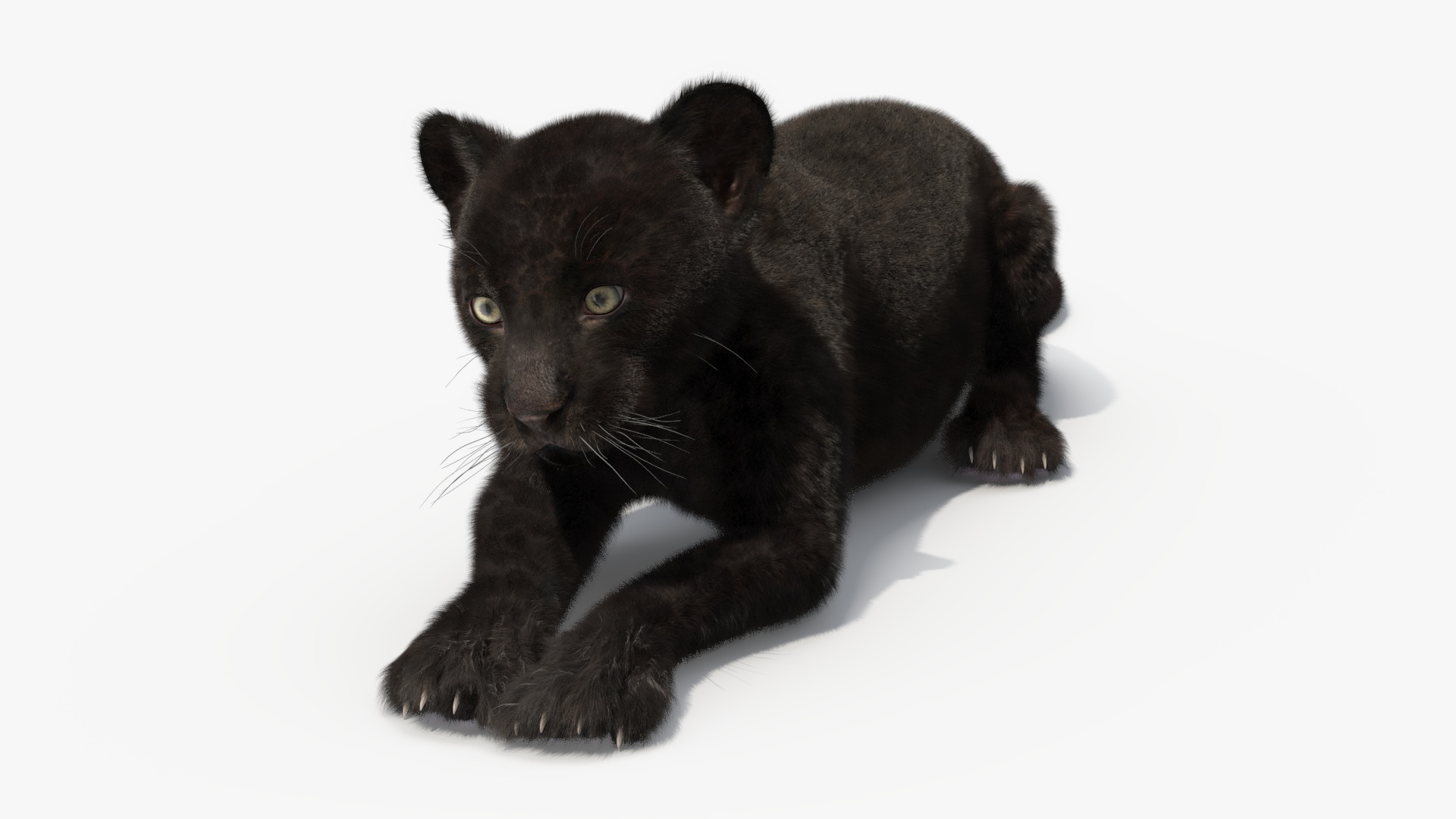 3D Panther Cub Lying Down Fur