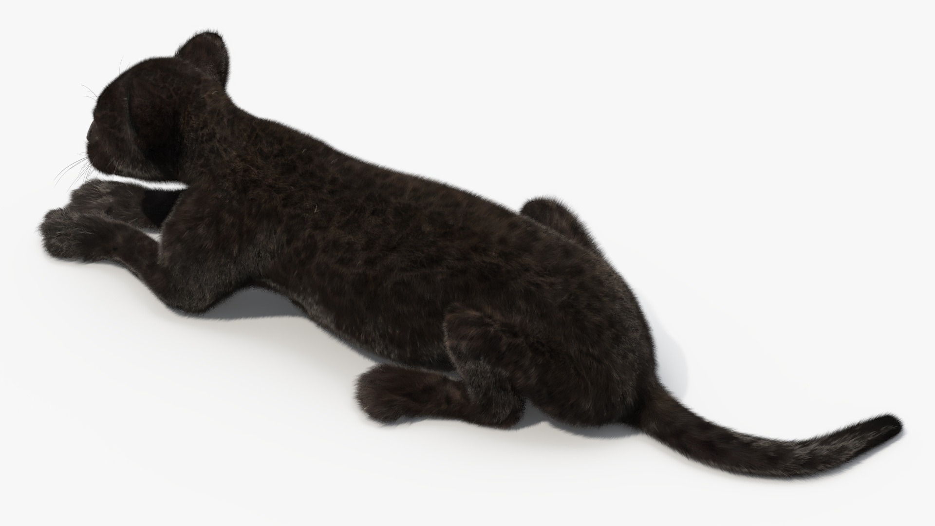 3D Panther Cub Lying Down Fur