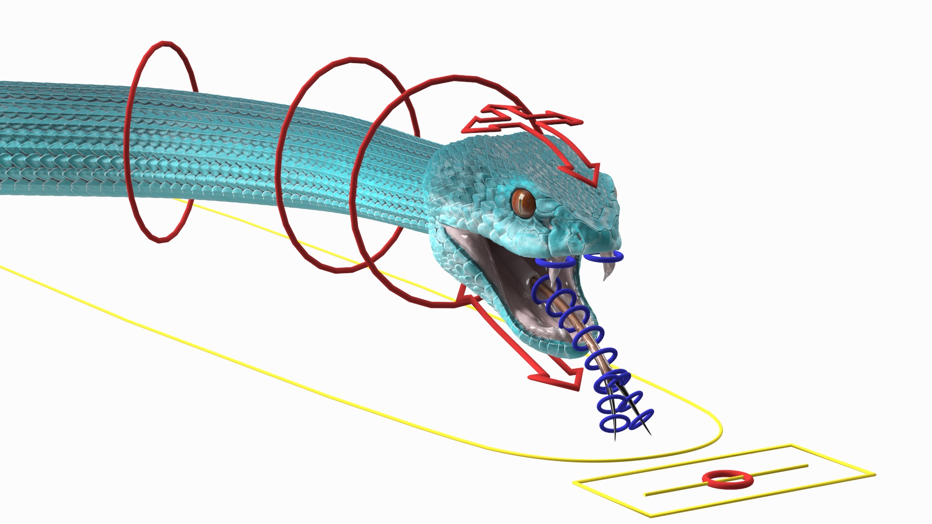 Viper Blue Trimeresurus Rigged for Maya 3D model