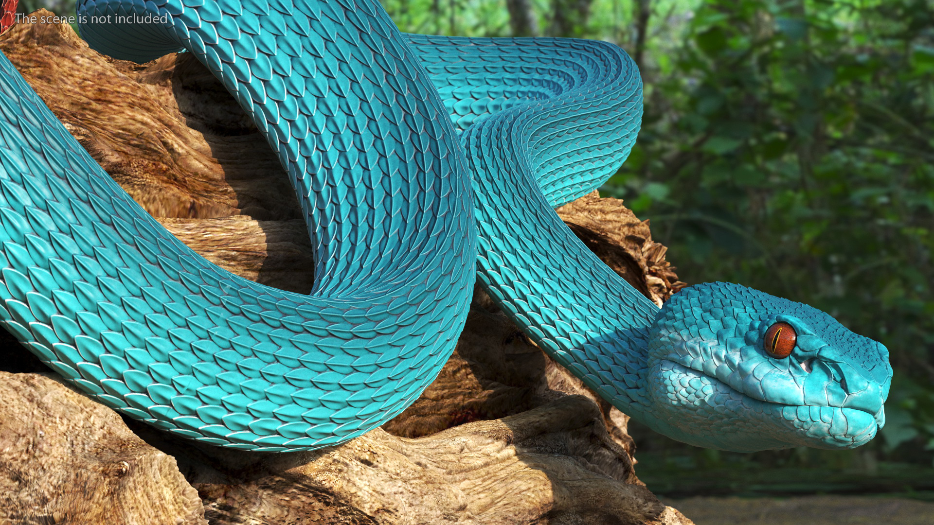Viper Blue Trimeresurus Rigged for Maya 3D model