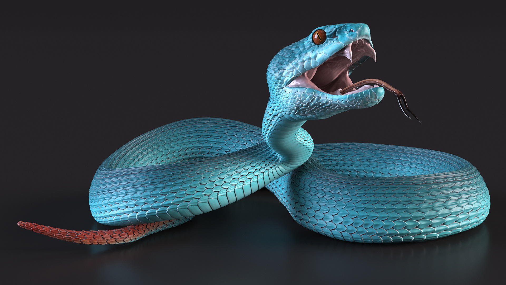Viper Blue Trimeresurus Rigged for Maya 3D model