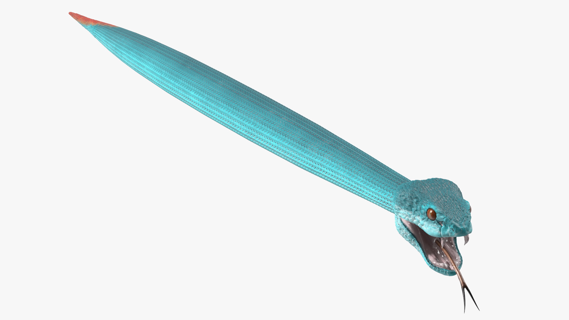 Viper Blue Trimeresurus Rigged for Maya 3D model