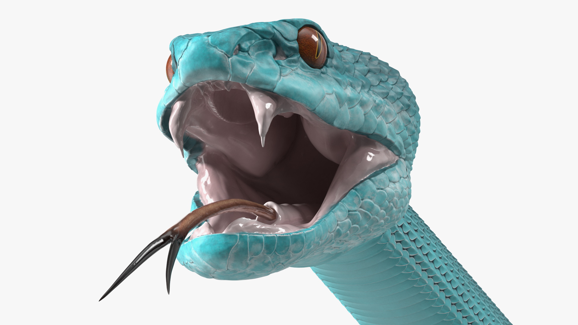 Viper Blue Trimeresurus Rigged for Maya 3D model