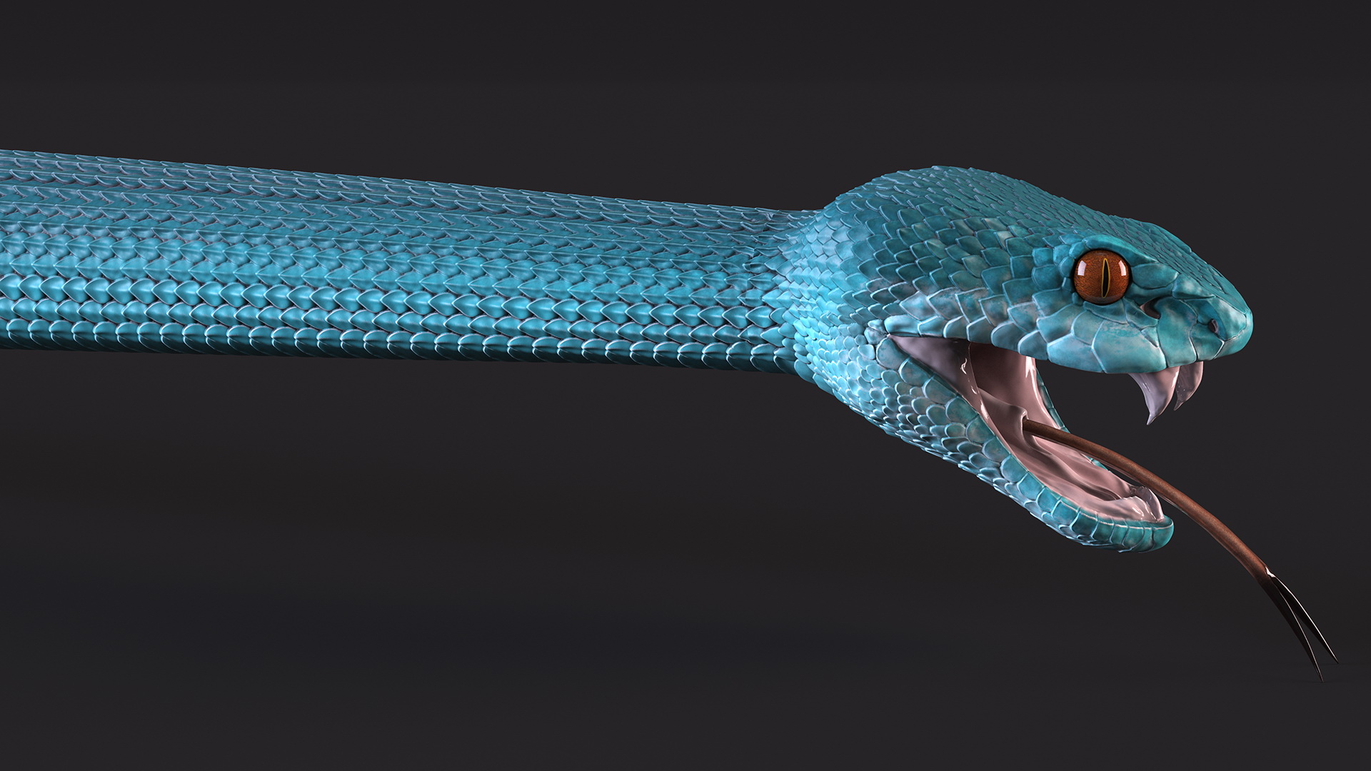 Viper Blue Trimeresurus Rigged for Maya 3D model