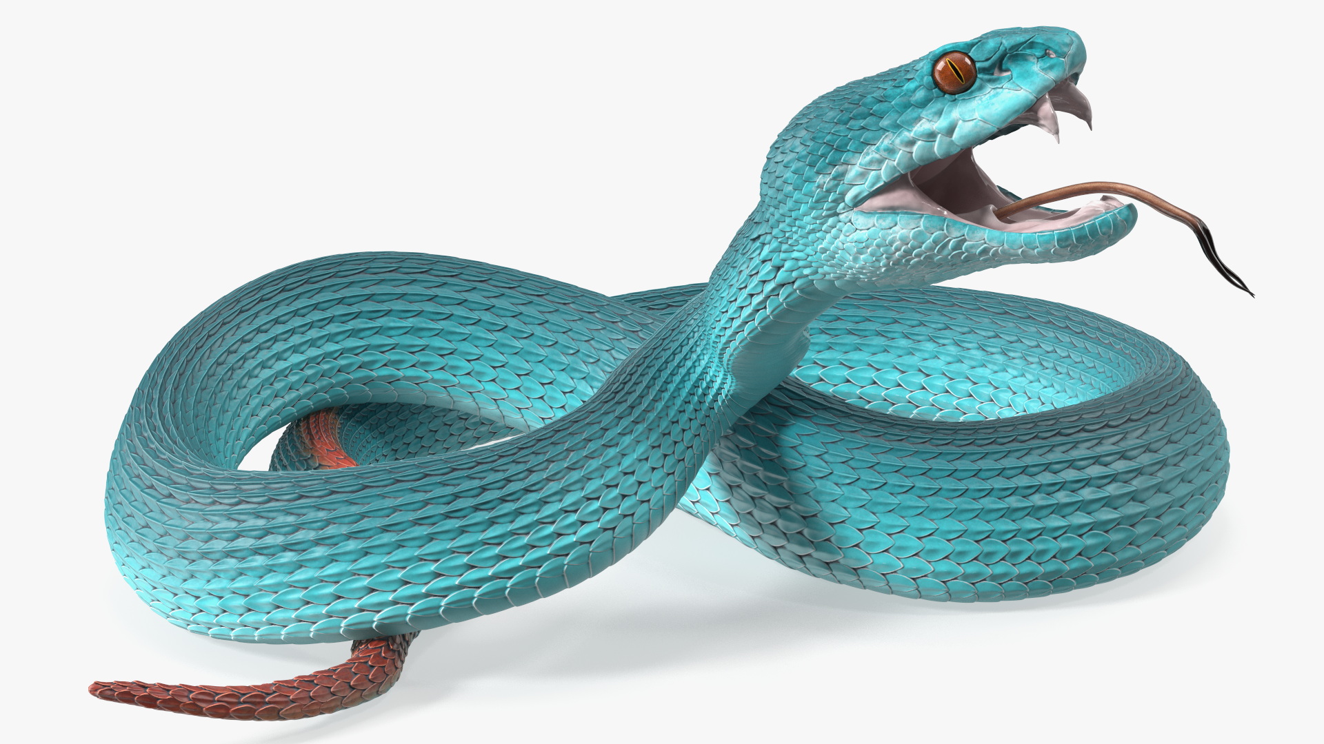Viper Blue Trimeresurus Rigged for Maya 3D model