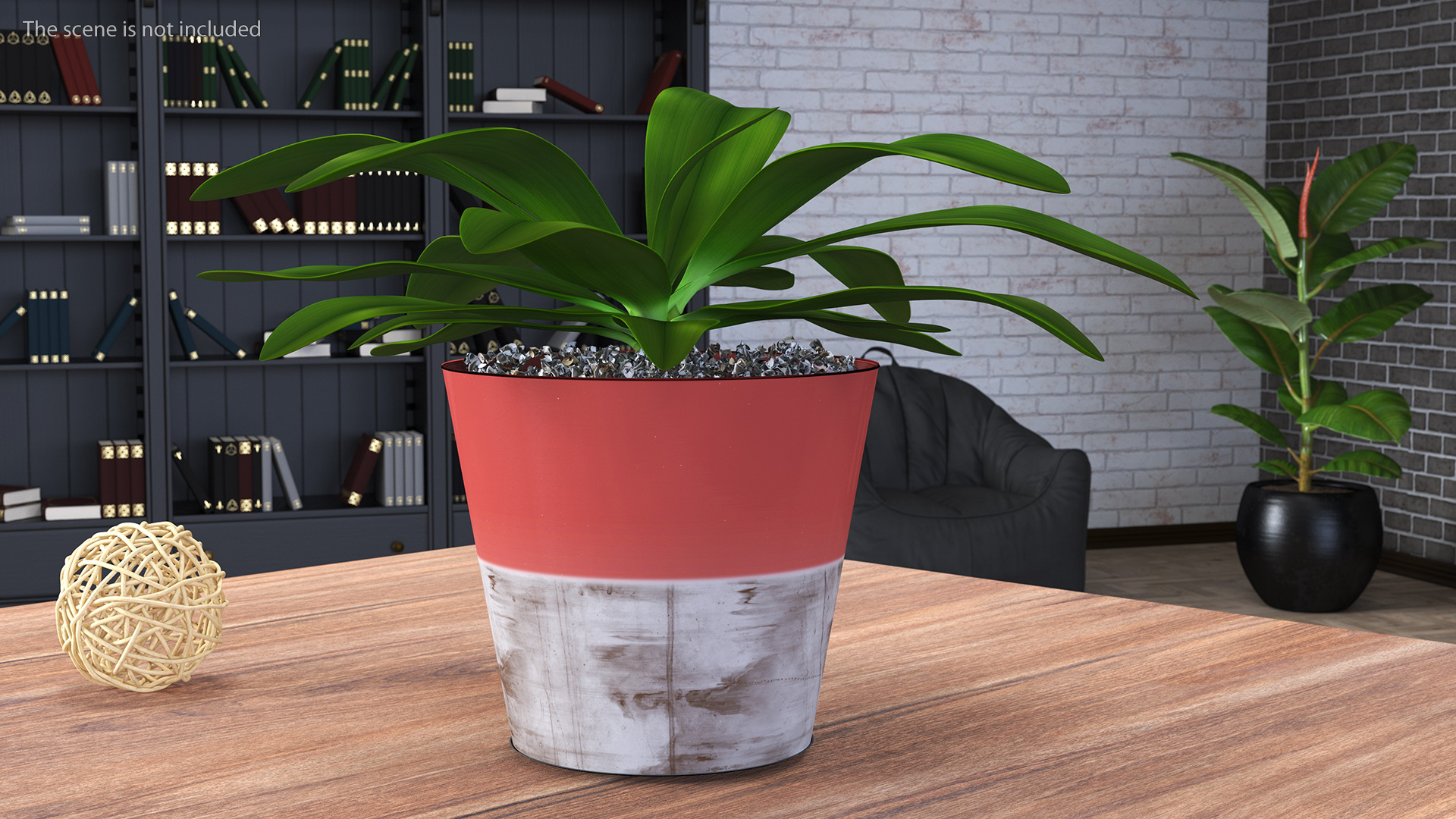 Red Ceramic Pot with Cordyline Glauca 3D