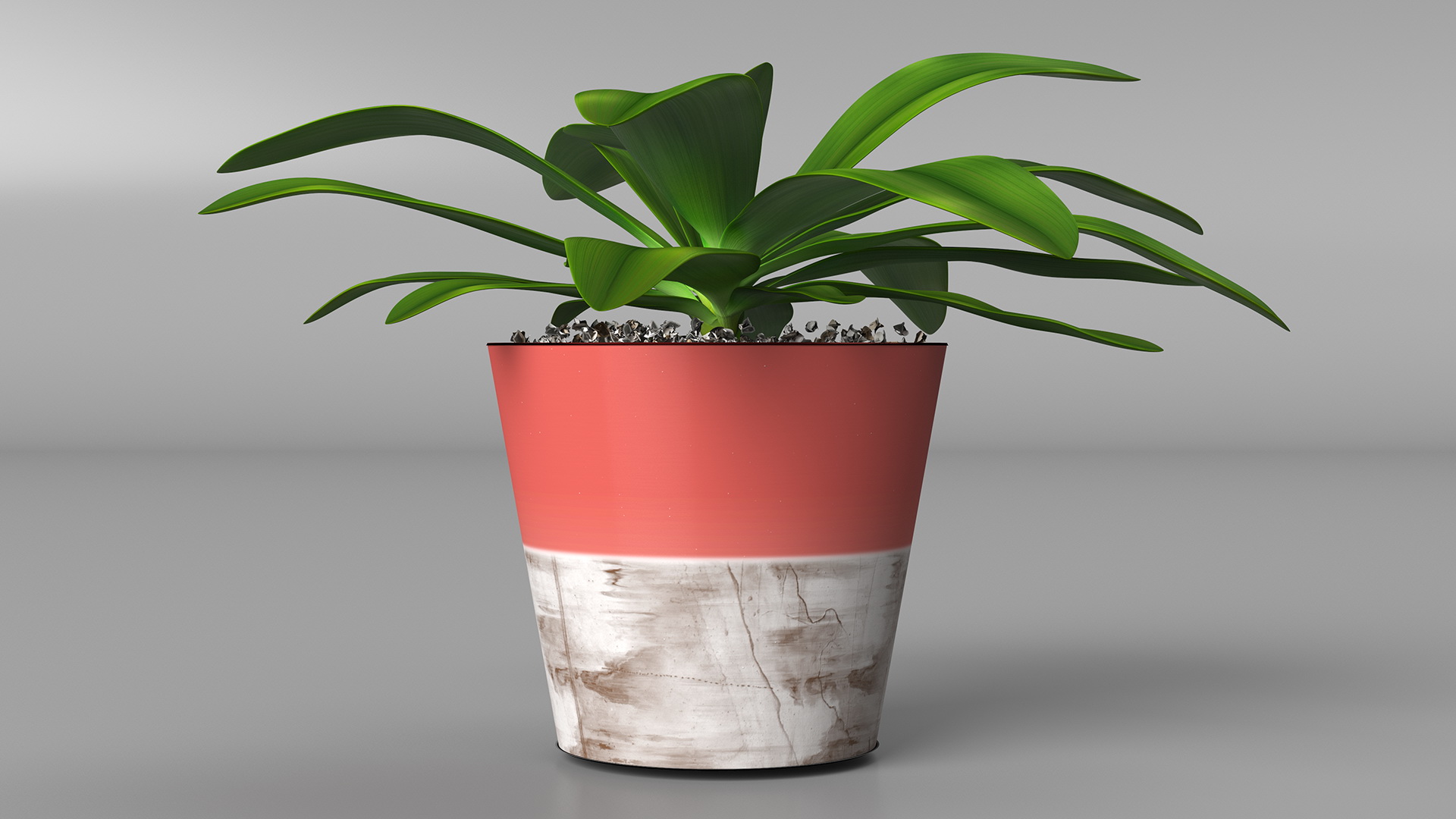 Red Ceramic Pot with Cordyline Glauca 3D