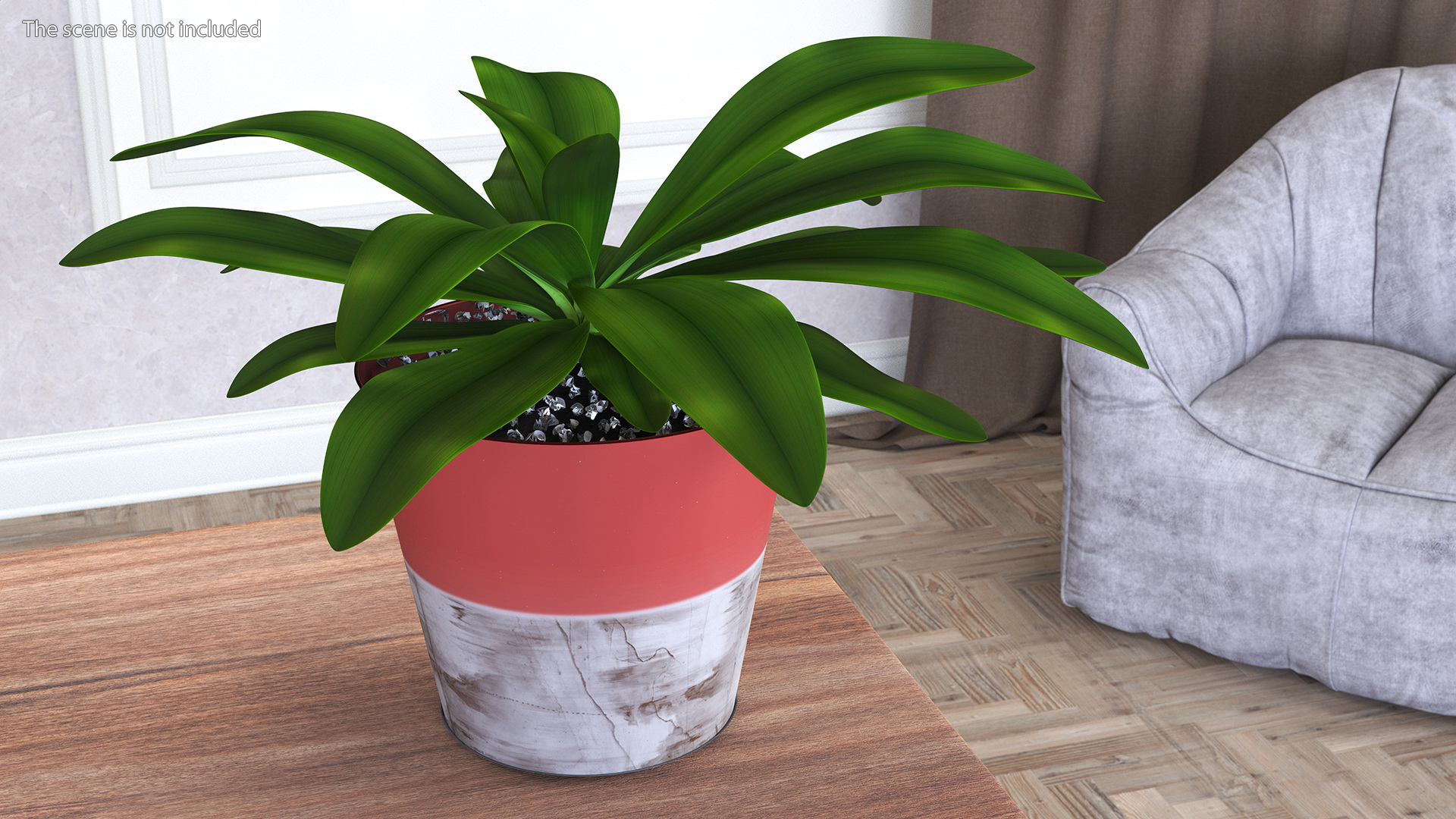 Red Ceramic Pot with Cordyline Glauca 3D