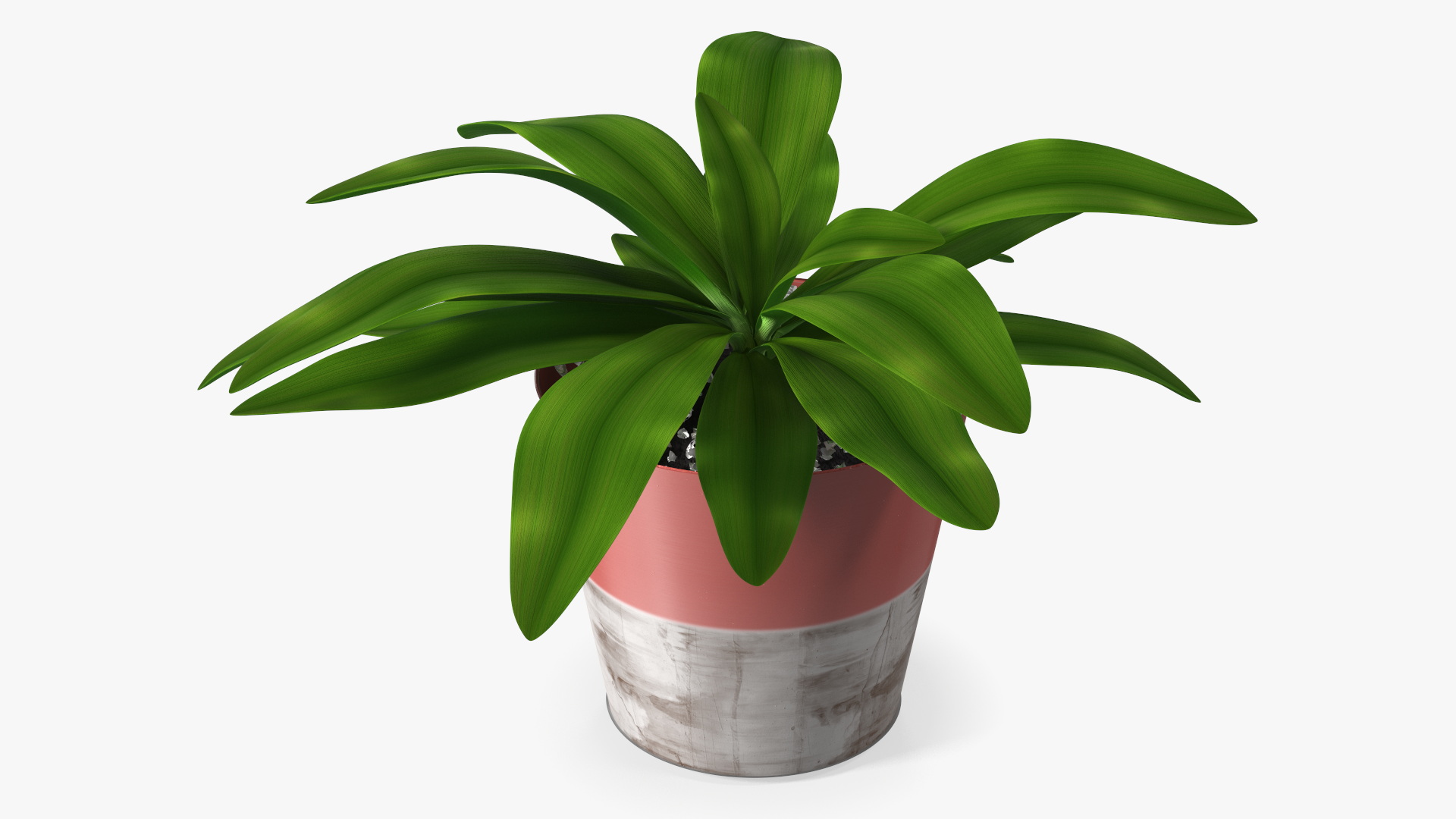Red Ceramic Pot with Cordyline Glauca 3D