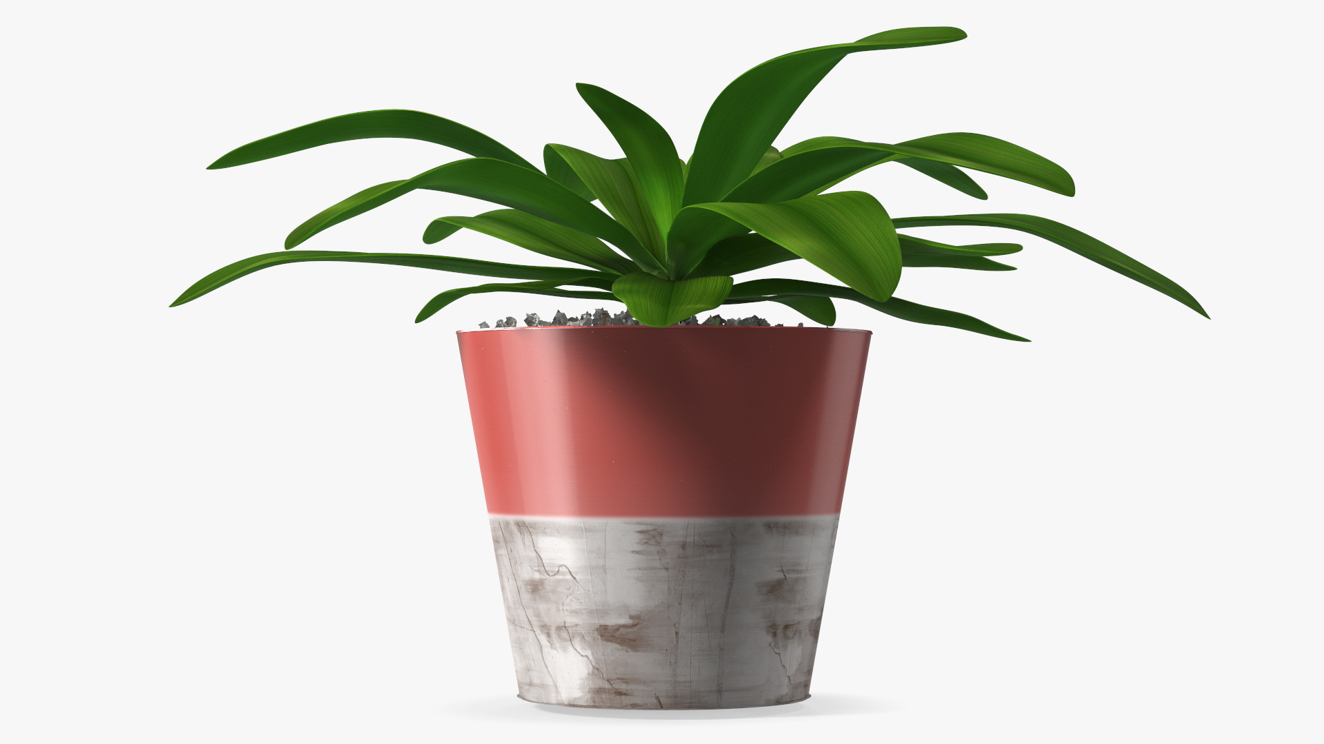 Red Ceramic Pot with Cordyline Glauca 3D