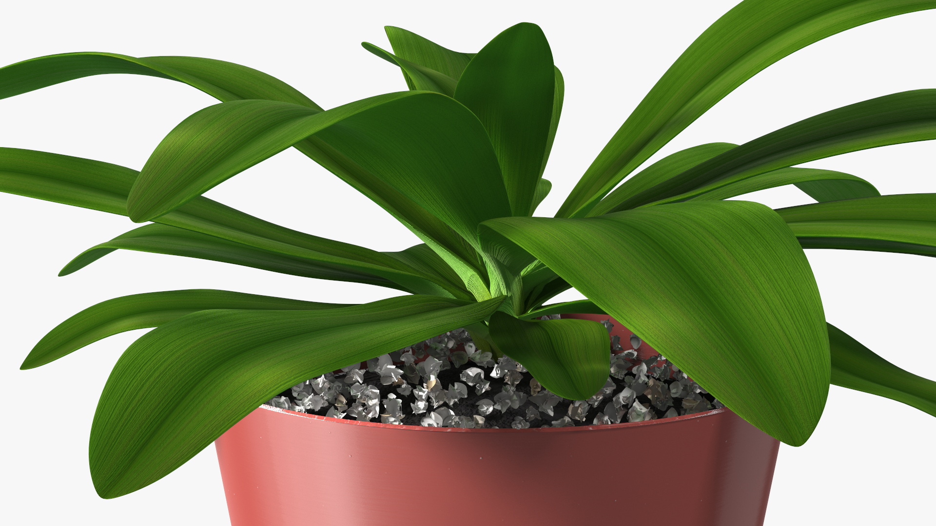 Red Ceramic Pot with Cordyline Glauca 3D