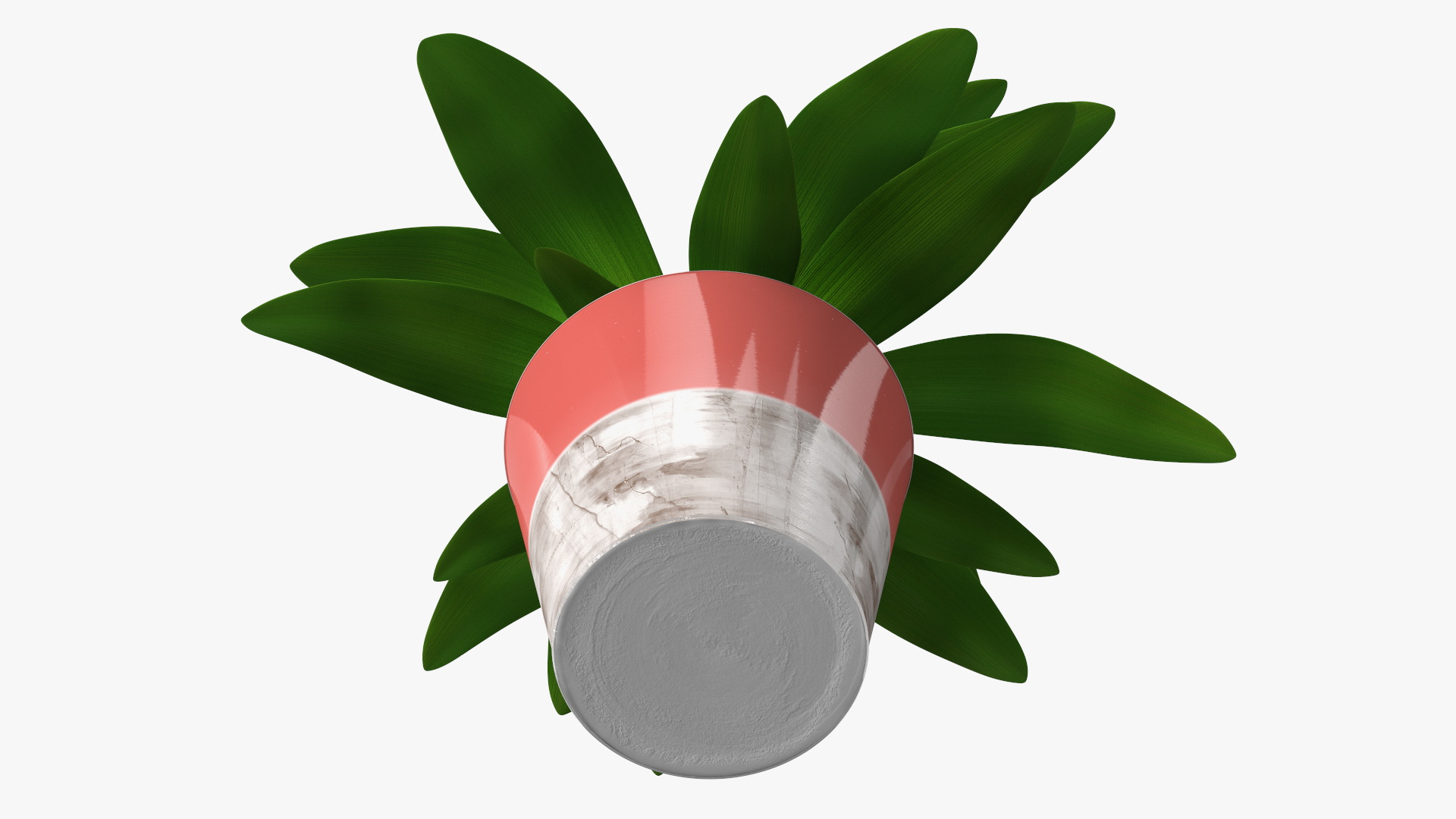 Red Ceramic Pot with Cordyline Glauca 3D