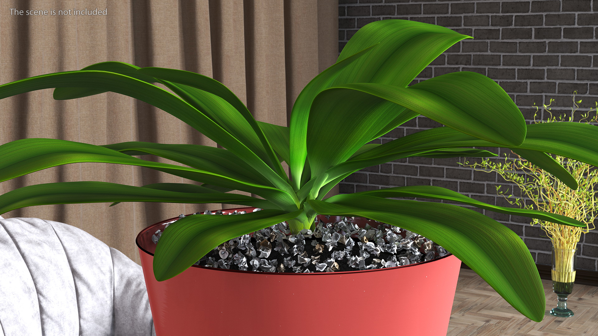 Red Ceramic Pot with Cordyline Glauca 3D