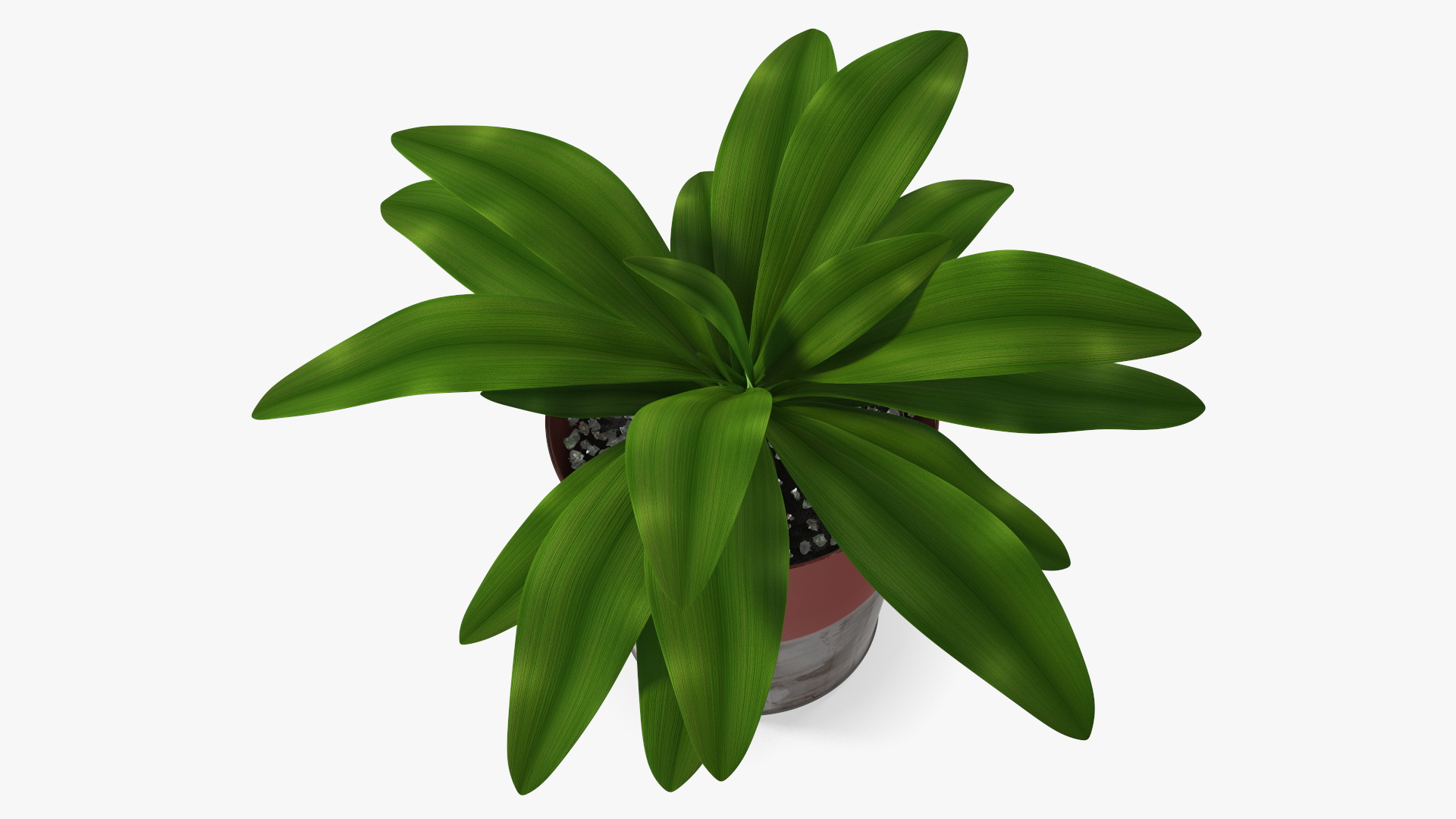 Red Ceramic Pot with Cordyline Glauca 3D