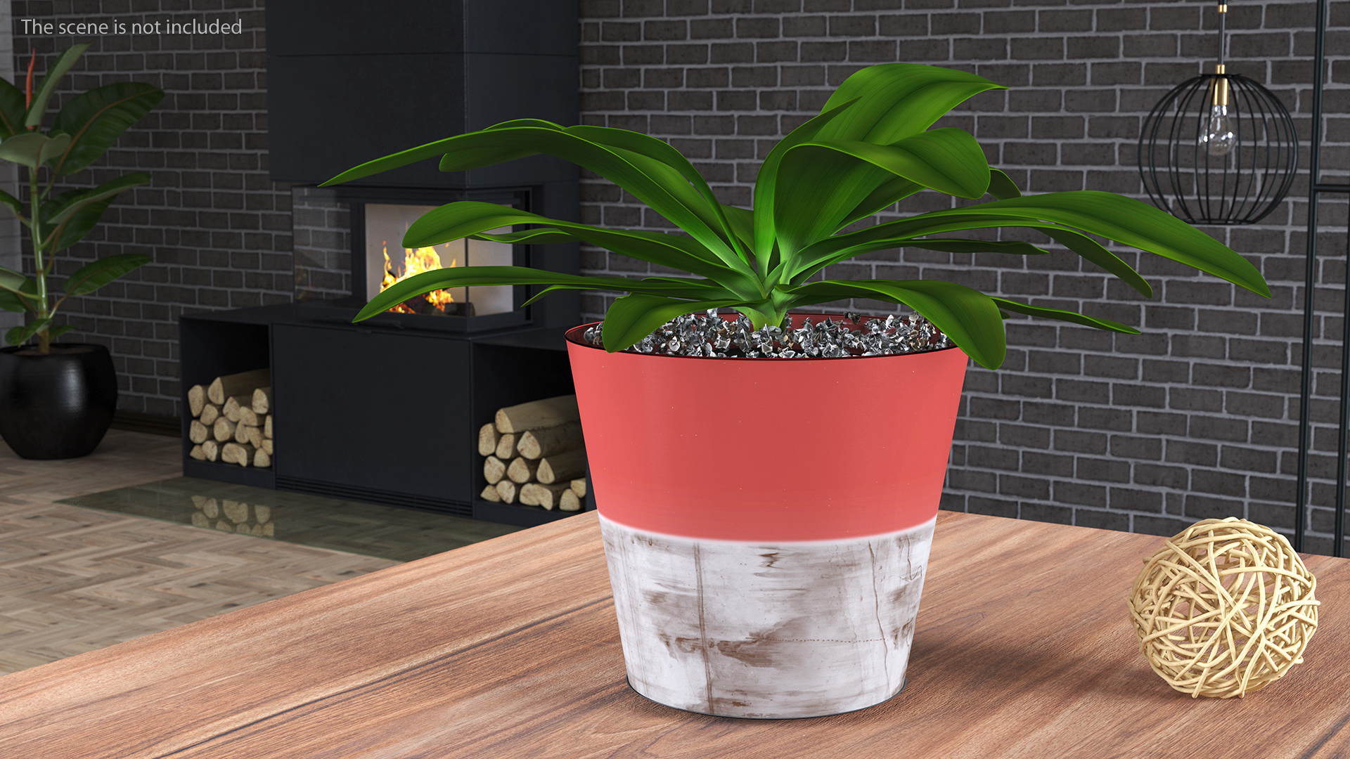 Red Ceramic Pot with Cordyline Glauca 3D